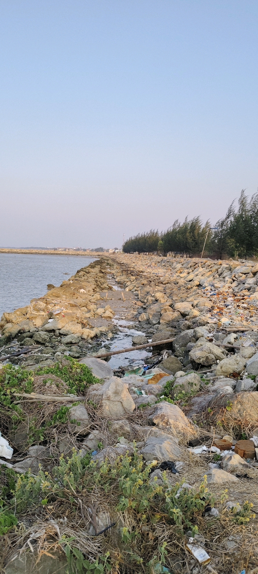 The image shows a rocky shoreline in the city of Tasikagung, Indonesia. The shoreline is lined with a breakwater made of large stones, some of which are covered in green vegetation. The water is a calm, grayish-blue. Along the top of the breakwater, a line of pine trees is visible, their branches swaying in the wind. In the distance, several buildings and a cell tower can be seen. The ground on the breakwater is littered with various types of trash, including plastic bags, bottles, and other debris. Some of the rocks are partially submerged in water, suggesting the tide might be low. The sky is a pale blue with no clouds. The scene appears to be an outdoor, coastal environment.