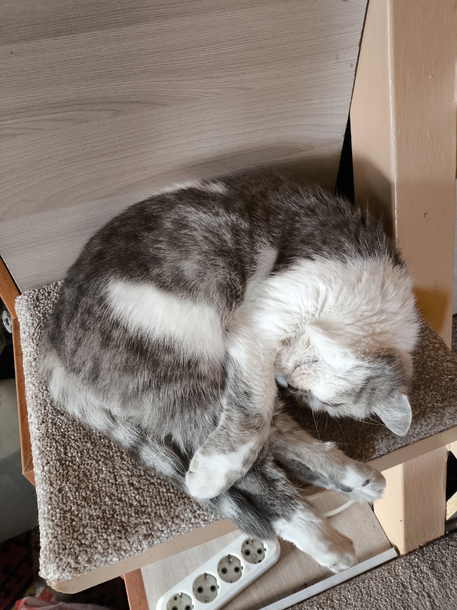 A gray and white cat is curled up asleep on a beige, carpeted surface, likely a piece of furniture. The cat's body is tightly coiled, with its head tucked towards its chest. The background consists of a light-colored wooden surface. Below the cat, a white power strip with three electrical outlets is visible. The image appears to be taken indoors, possibly in a residential setting in Petropavl, Kazakhstan.