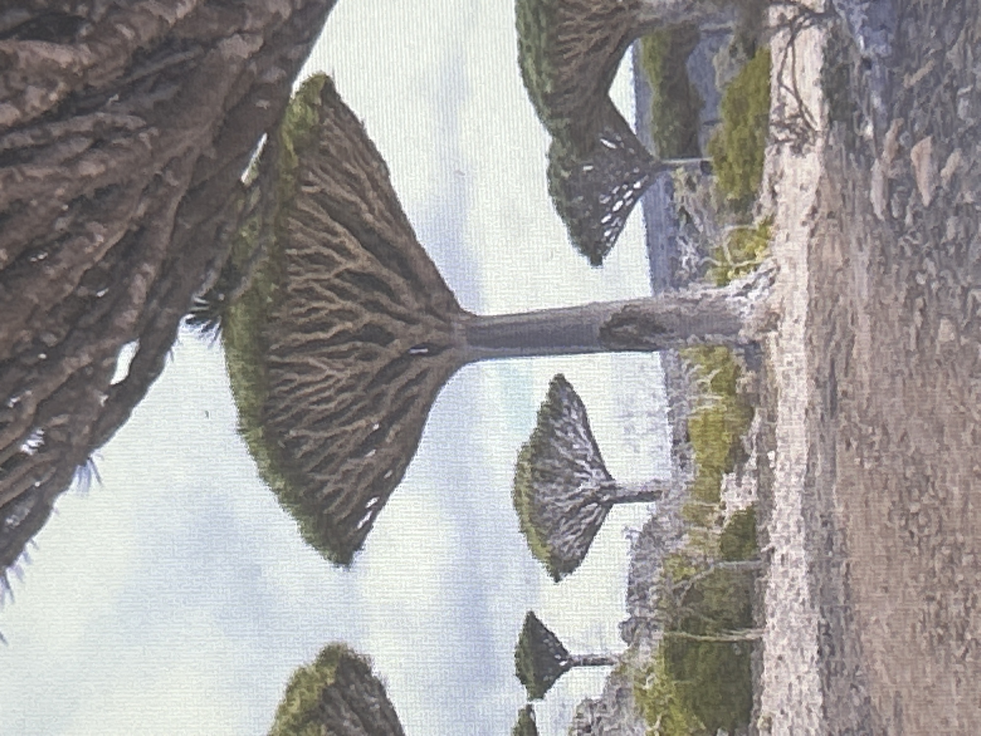 The image displays a group of Dragon's Blood trees (Dracaena cinnabari) in a landscape, characterized by their distinctive umbrella-shaped canopies and thick, gnarled trunks. The ground appears rocky and arid, with sparse vegetation. The sky is overcast. This scene does not depict the city of Sofia, Bulgaria.
