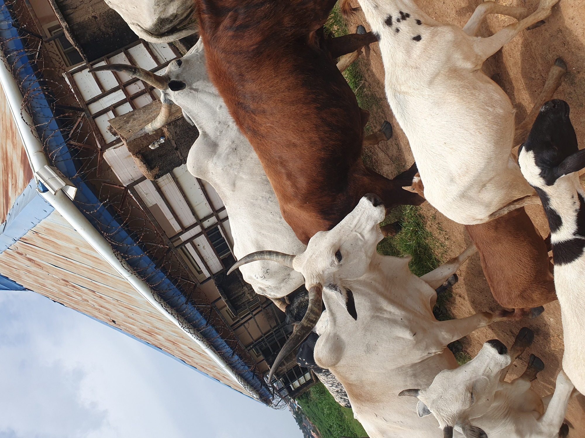 In Gura Top, Nigeria, a group of cattle and sheep are gathered near a rusted, corrugated metal building. The building's roof is blue, and barbed wire runs along the top edge of the structure. Several cows, predominantly white with some brown markings, are the main subjects. One white cow in the foreground is looking to the left, its horns prominent. Behind it, a larger, brown cow is visible. Another white cow is partially obscured. In the lower portion of the image, a white sheep with black spots is standing, and a black and white spotted sheep or goat is positioned in front of it. The ground is a mixture of dirt and patches of green grass. The sky above is cloudy. The scene appears to be outdoors, possibly in a rural or semi-urban setting.