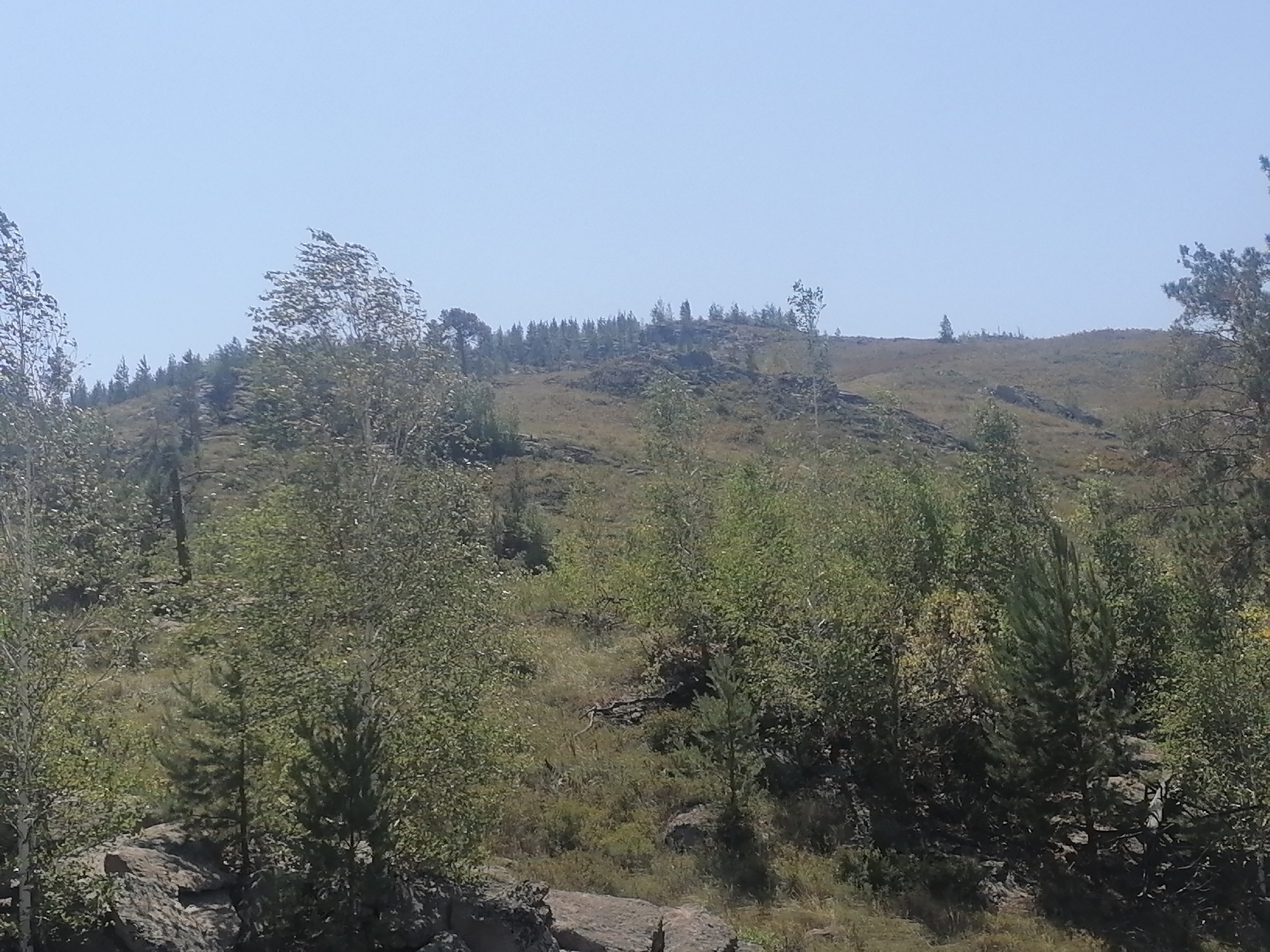 The image depicts a panoramic view of a hilly, sparsely wooded landscape under a clear, pale blue sky. The terrain is characterized by a gradual incline covered with dry, golden-brown grass and scattered rocks. A line of trees, primarily coniferous with some deciduous trees interspersed, runs along the crest of the hill in the middle ground. In the foreground, more dense clusters of deciduous trees with light green foliage are visible, along with large grey rocks. The scene appears to be a natural environment, likely a hillside or mountain slope. The location is identified as the city of New Bukhtarma, Kazakhstan. There are no people or animals visible in the image. The time of day appears to be daytime, given the brightness and clear sky.
