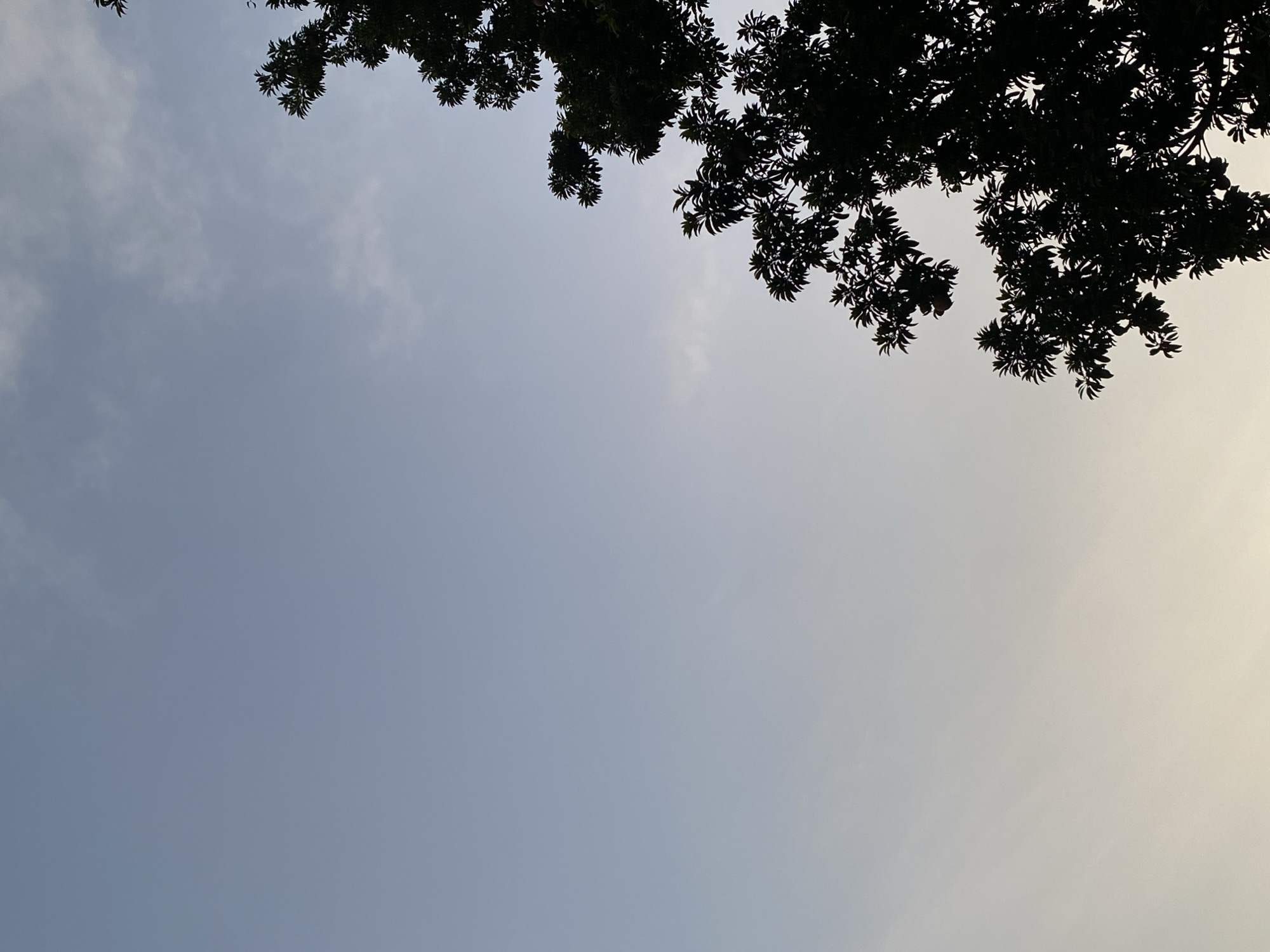 The image shows a view looking upwards, with a clear sky occupying most of the frame. The sky transitions in color from a pale blue on the left to a light yellow on the right side, suggesting the presence of sunlight, possibly during sunrise or sunset. The top portion of the image is obscured by the dark silhouettes of tree branches and leaves. The leaves appear dense and clustered. The location is Tinaquillo, Venezuela.