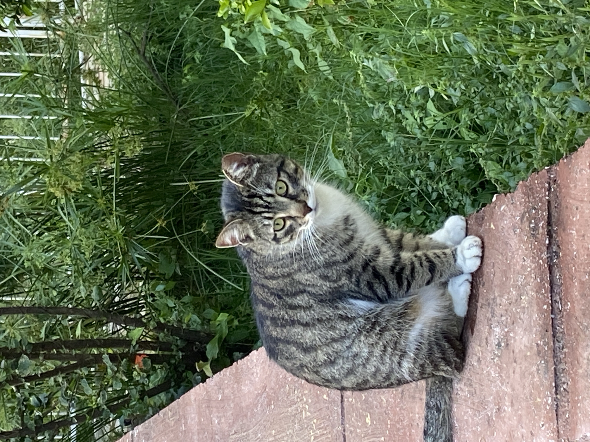 A tabby cat with green eyes sits on a reddish-brown brick surface. It is oriented towards the viewer, its body curled. The background consists of lush green foliage. The scene is plausibly located outdoors, and the details do not contradict the possibility of Alanya, Turkey, but there is insufficient information to confirm this. No people are visible.