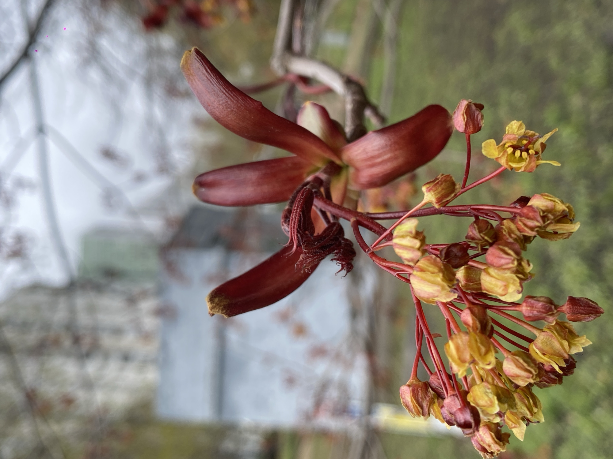 The image displays a close-up, vertically oriented shot of a plant branch, featuring distinct red-brown, wing-like structures and clusters of small, yellow-green flowers. The branch itself, likely from a maple tree, extends diagonally through the frame.
On the left side of the branch, two prominent, elongated, red-brown structures are visible. These structures have a smooth, somewhat leathery texture and are characteristic of immature samaras, or winged seeds.
To the right, a dense cluster of numerous small flowers hangs downwards. These flowers are predominantly yellow-green, with some displaying reddish undertones, and are attached by thin, reddish stems. The cluster includes both tightly closed buds and partially opened flowers, some revealing tiny yellow centers.
The background is heavily blurred and out of focus, rendering it abstract. It shows indistinct shapes of light-colored elements, possibly a building or structure, and soft green areas, indicating an outdoor setting such as a garden, park, or urban landscape.
The lighting is soft and natural, suggesting an overcast day or diffuse daylight. There is no human activity or visible text in the image. The presence of emerging flowers and nascent samaras points to the season of spring. The location is Moscow, Russia.