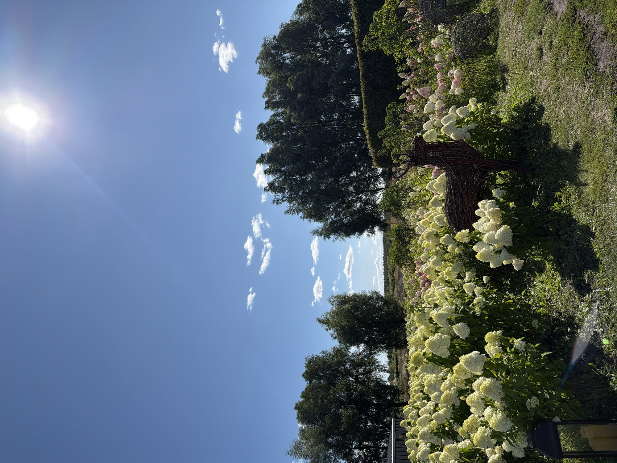 The image depicts an outdoor scene bathed in bright sunlight under a clear blue sky with a few scattered white clouds. In the foreground, a large patch of white and pink hydrangeas dominates the landscape. To the right of the flowers, a decorative wicker deer stands, facing left. Further back, a row of dark green trees forms a backdrop, with a neatly trimmed hedge below them. In the far distance, a field stretches out under the expansive sky. The environment appears to be a garden or park.