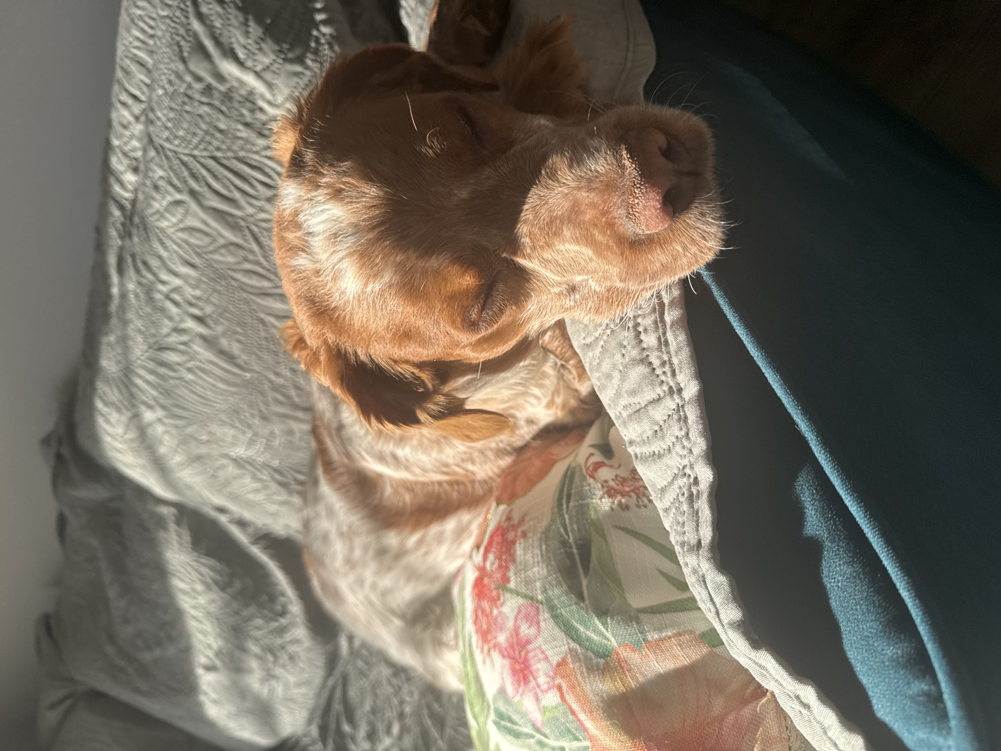 A dog is lying on a bed. The dog is a light brown and white color. It is sleeping with its head resting on a pillow. The pillow has a floral pattern. The bed has a gray textured blanket. A blue blanket is next to the dog. The location is not discernible from the image.