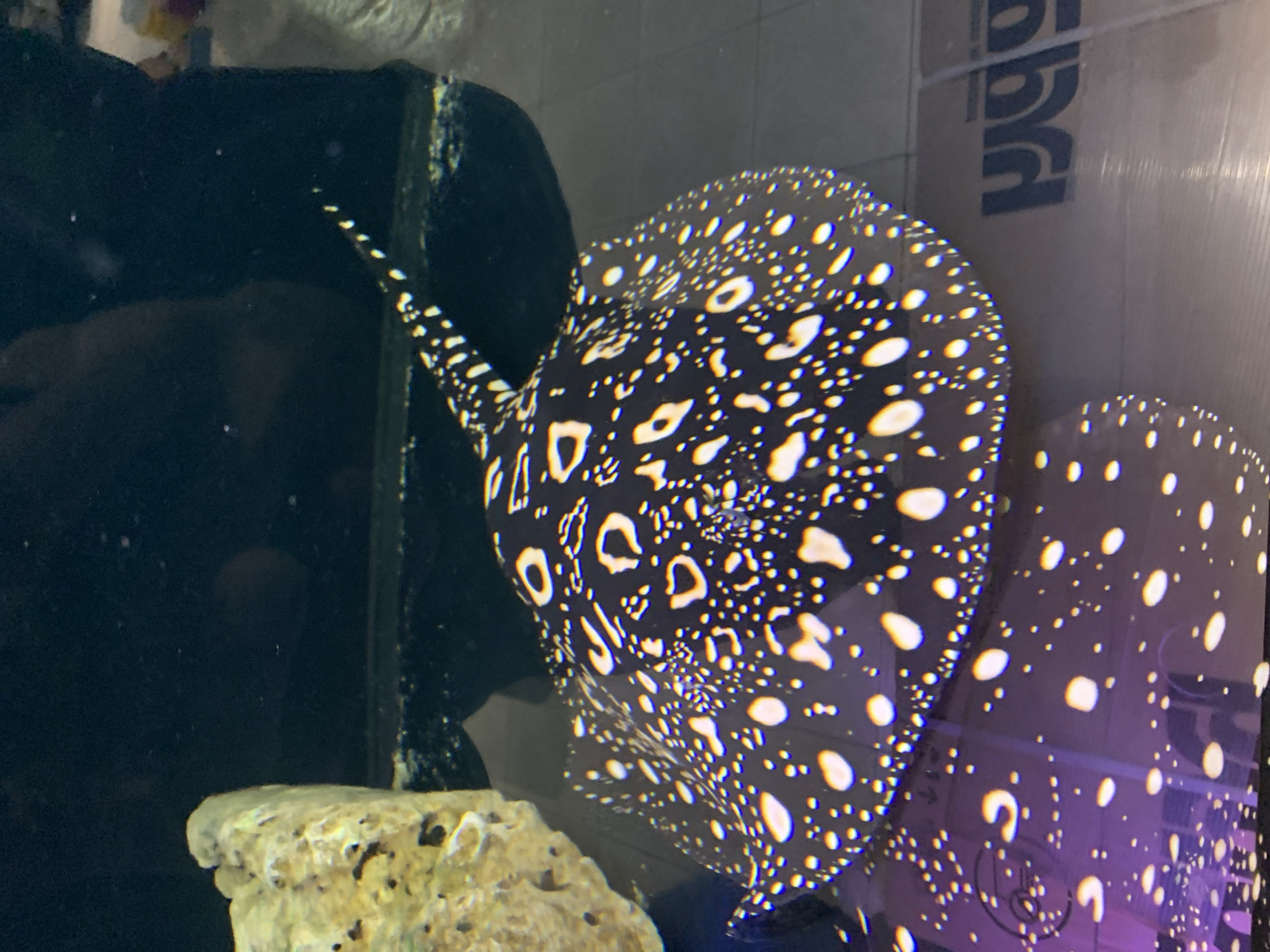 The image shows two black stingrays with white spots in an aquarium. The fish are near rocks and the tank's wall. No information is available within the image to determine its location in Sofia, Bulgaria.