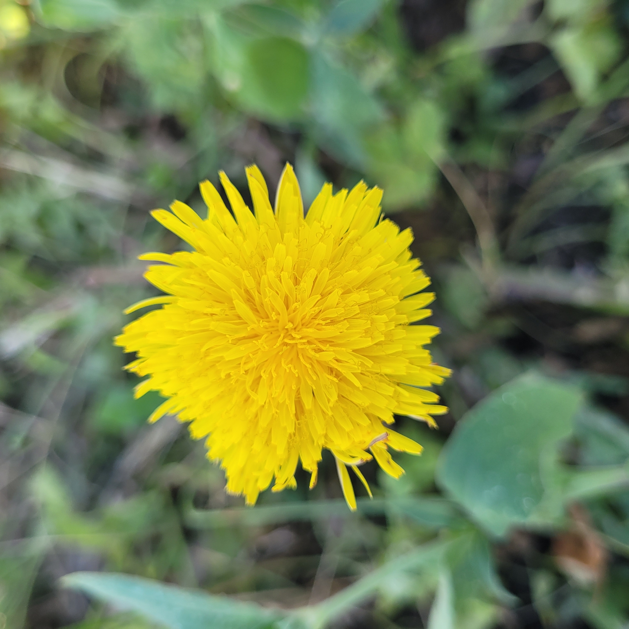 A close-up, overhead shot focuses on a bright yellow, spherical dandelion flower. The flower's petals are densely packed and radiate outwards. The background is a blurred expanse of green foliage and dark ground, suggesting an outdoor, natural setting. The focus is sharp on the dandelion, with the surroundings rendered out of focus. No people or specific city landmarks are visible.