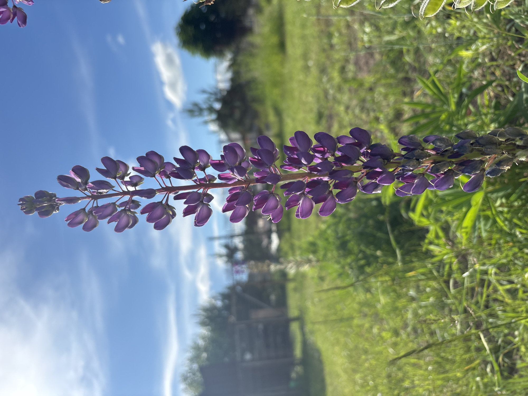 A tall, purple lupine flower stands in the foreground, its blossoms illuminated by sunlight against a bright blue sky with scattered white clouds. The flower stalk is slender, with numerous tightly packed buds and open blooms. In the background, a grassy field stretches out, dotted with green foliage. To the left, a blurred wooden structure, possibly a shed or fence, is visible. The scene appears to be in a rural or suburban outdoor setting, likely in the city of Vsevolodovo, Russia, given the presence of typical Russian dacha or village elements. No people are present in the image.