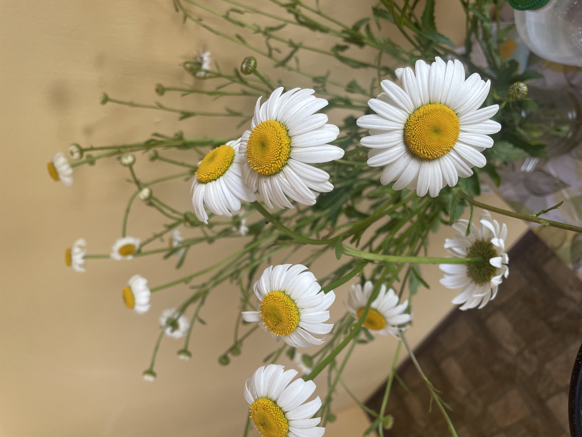 This image, captured in Petrivka, Ukraine, depicts a bouquet of white daisies with prominent yellow centers, arranged in a clear glass vase on a flat surface. The bouquet comprises numerous open blossoms, characterized by white ray florets and bright yellow disc florets, alongside multiple green stems and several unopened flower buds. At least seven large, fully open daisies are clearly visible and in focus, with additional smaller flowers and buds distributed throughout the composition.
The clear glass vase, holding the flowers, is partially visible in the lower center of the frame, resting on a light-colored textile surface, which appears to be a patterned tablecloth. To the immediate right of the vase, a portion of a white plastic bottle with a green screw-top cap is discernible on the same surface. The background consists of a plain, light beige-colored wall, exhibiting subtle vertical textural variations. In the lower left quadrant of the image, a section of a dark brown tiled floor with a grid-like pattern is visible. No human subjects or animals are present in the scene. The lighting is consistent with ambient indoor illumination.
