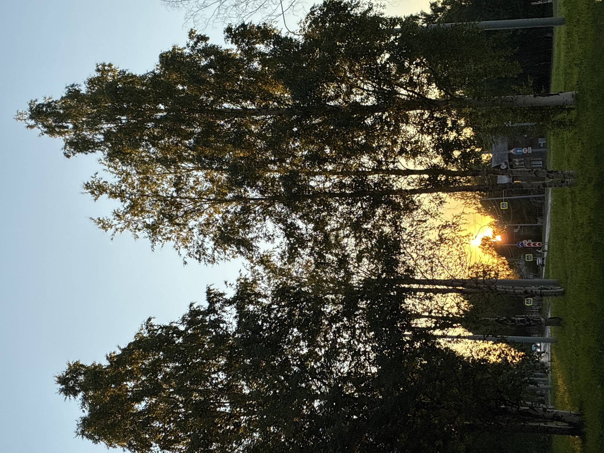 A sunset casts a golden glow through a line of birch trees, obscuring a two-lane road and a small, dark wooden building in the distance. The road is lined with traffic signs, including a yellow square with a black exclamation mark and a blue circular sign with a white arrow and the number 20. The trees are tall and leafy, with distinctive white bark. In the foreground, a grassy verge is visible. A few cars are present on the road, and a blue vehicle can be seen in the distance. The sky is clear and pale blue, transitioning to a warm orange hue near the horizon where the sun is setting.