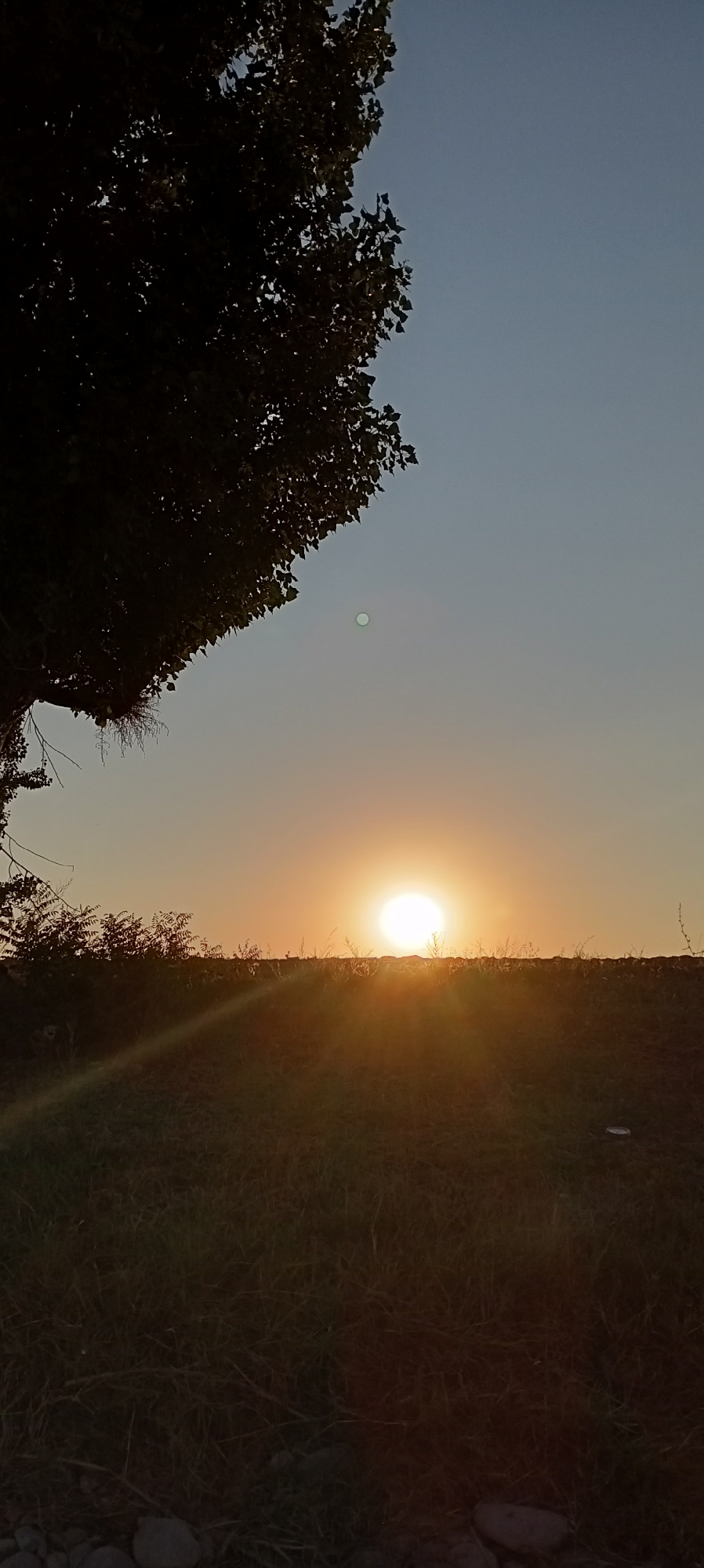 This image depicts a sunset over a grassy field, likely in or near the city of Aral, Kyrgyzstan. The sun is a bright, white orb near the horizon, casting long rays of light across the scene. The sky is a gradient of pale blue to orange. In the foreground, tall grasses and some low-lying vegetation are visible, with shadows cast by the setting sun. On the left side of the image, the silhouette of a large tree with sparse leaves extends into the frame from the top. The background appears to be a flat, open area, possibly indicating rural or agricultural land. No people or distinct structures are clearly discernible. The overall impression is one of a natural landscape at dusk.