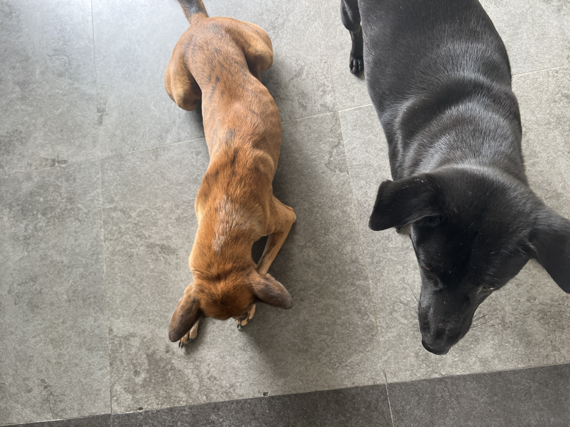 Two dogs are lying on a grey tiled floor. The dog in the foreground is black and its head is turned to the left. The dog in the background is brown with black brindle markings and is lying on its side, facing left with its paws tucked underneath it. It appears to be chewing on something. The scene is indoors, likely in a residential setting, in North Kuta, Indonesia.