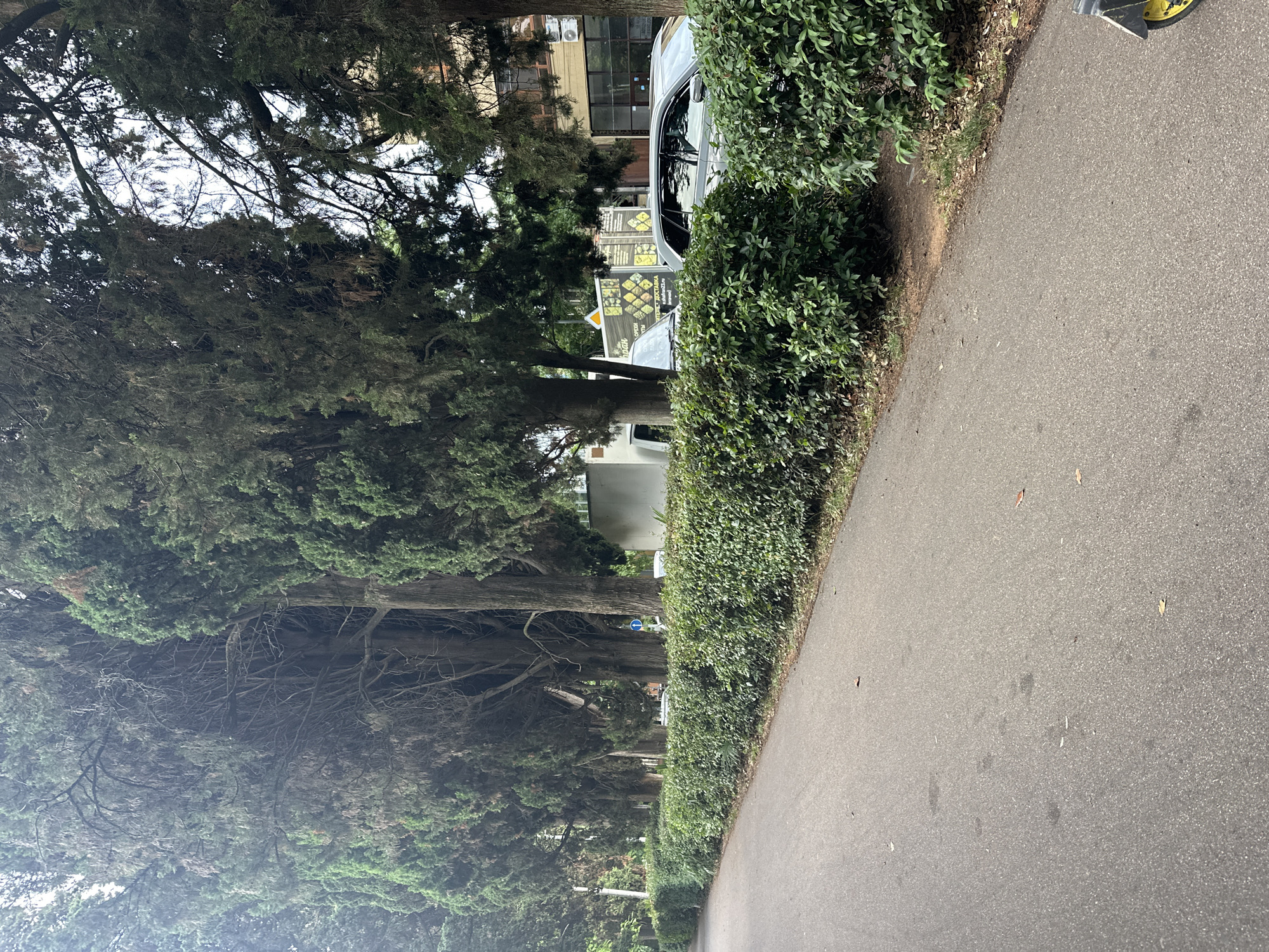 The image shows a street scene in Sochi, Russia, with a paved road running along the left side, bordered by a dense green hedge. Behind the hedge, a row of tall cypress trees forms a verdant canopy, with their mature trunks visible. Beyond the trees, the facade of a multi-story building with a light-colored exterior and windows is visible. Several cars are parked along the street, including a silver SUV and a white van. A street sign and a yellow traffic cone are also present. The overall impression is a well-maintained urban environment with a strong presence of natural elements.