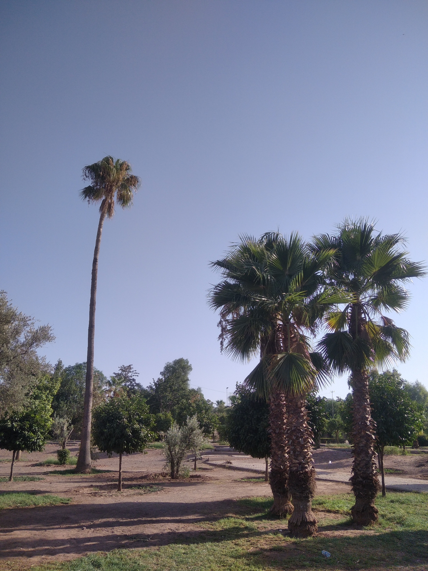 A wide-angle, low-angle outdoor shot captures a sunny, clear day in a park in Marrakesh, Morocco. The image features a tall, slender palm tree on the left, reaching towards the bright blue sky. To the right, a cluster of three larger palm trees stands, their fronds fanning out. The ground is a mix of dirt paths and patches of green grass, with shadows cast by the trees. In the background, a variety of other trees and shrubs create a lush, green environment. The overall scene conveys a sense of peace and natural beauty within an urban setting.