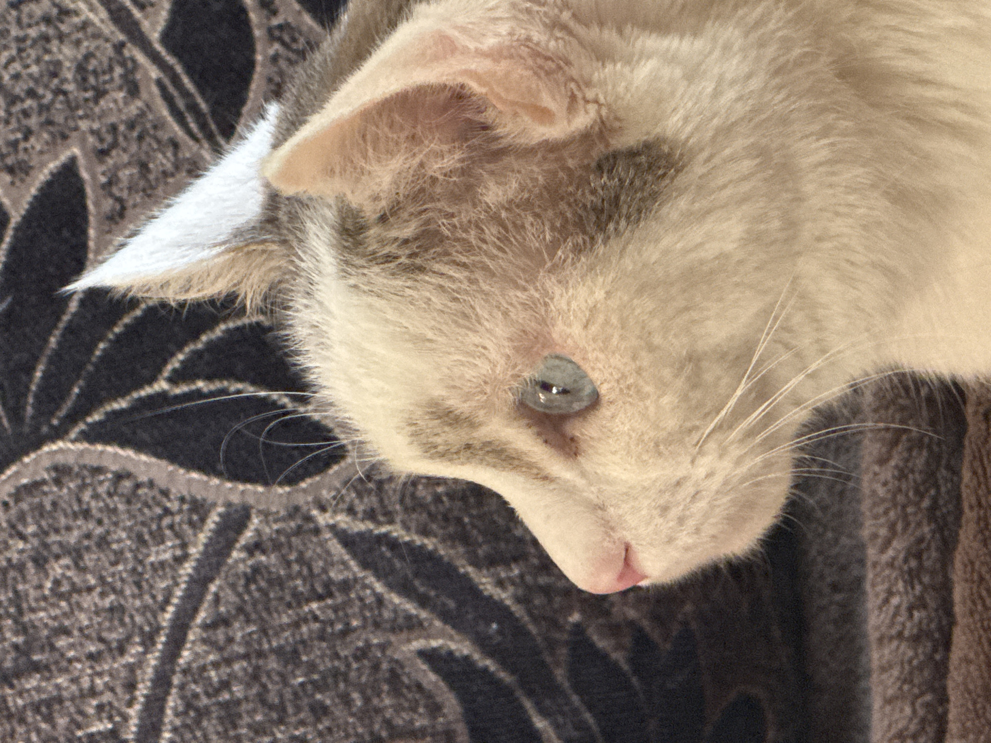 A close-up, profile view shows the head of a light-colored cat with gray markings and a pink nose. The cat is looking to the left, with its blue-green eye visible. Its ears are pointed upwards, and the right ear has a white tip. The cat is resting on a brown, textured surface, likely a couch or blanket, with a dark, patterned background behind it. The image does not contain any information about the city of Bishkek, Kyrgyzstan.