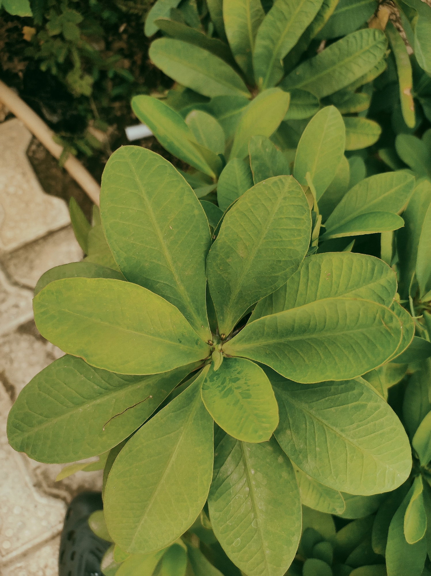 A high-angle, close-up shot features a cluster of vibrant green leaves arranged in a circular pattern. The leaves exhibit prominent veins and smooth surfaces, suggesting a healthy plant. The plant appears to be located in an outdoor setting near a paved area with light-colored tiles. In the upper left corner, a glimpse of other green foliage is visible, hinting at a garden or planted area. A section of a thin, light-colored object is partially visible to the left of the foliage, possibly a pipe or a pole. The bottom left corner reveals a dark, round object partially obscured, possibly a tire. This scene could likely be in a garden, in Abuja, Nigeria.