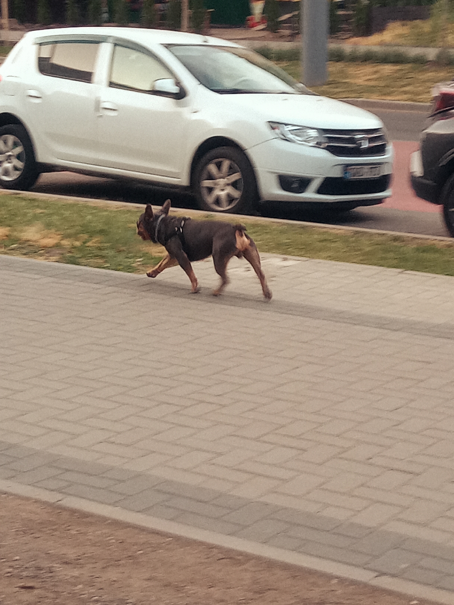 A small, dark brown French Bulldog, wearing a grey harness, is captured in motion on a brick-patterned sidewalk. The dog is running from left to right across the frame, with its front left leg extended forward and its hindquarters angled to the right. In the background, a white car is parked along the side of the road, and a darker vehicle is partially visible to the right. The ground consists of paved bricks with grass and dirt bordering the sidewalk. The scene appears to be in an outdoor urban setting.