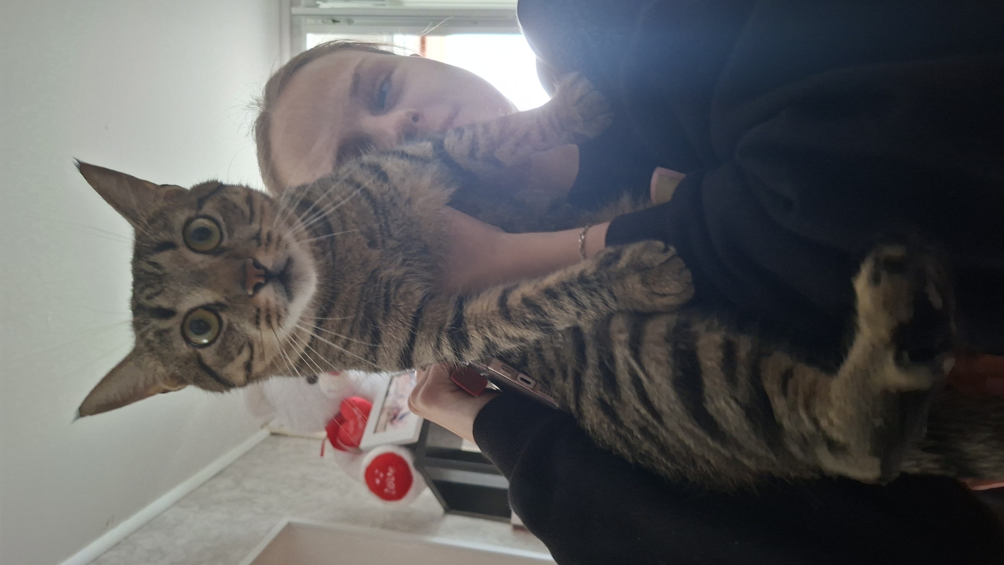 A person holds a tabby cat in a close-up, over-the-shoulder shot indoors. The cat, positioned vertically and facing the camera, has wide, attentive green eyes, striped fur, and prominent whiskers. Its front paws are visible, one resting on the person's shoulder and the other extended downwards. The person's face is partially visible in the background, out of focus, with blonde hair. They are wearing a dark hooded sweatshirt. In the background, shelves hold various items, including a framed picture and a plush toy with red hearts and the word "Love" written on it. The overall lighting suggests an indoor setting with natural light coming from a window to the right. The location in Myadzyel, Belarus is not discernible from the image itself.