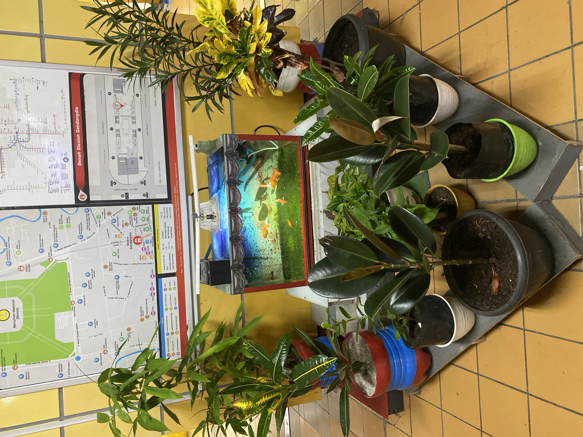 The image depicts an indoor arrangement of several potted plants and a small aquarium. The plants vary in size and foliage, with some featuring dark green leaves and others with variegated yellow and green leaves. The aquarium contains several small orange fish swimming in clear water over a green substrate. In the background, a large map of Jakarta is displayed on a yellow-tiled wall, with specific sections highlighting "Monumen Nasional (Monas)" and "Denah Stasiun Gondangdia". The arrangement is situated on a multi-tiered shelf against the wall. The overall scene suggests a decorative display, possibly in a public space or commercial establishment within Central Jakarta, Indonesia, given the map's content. No people are visible in the image.