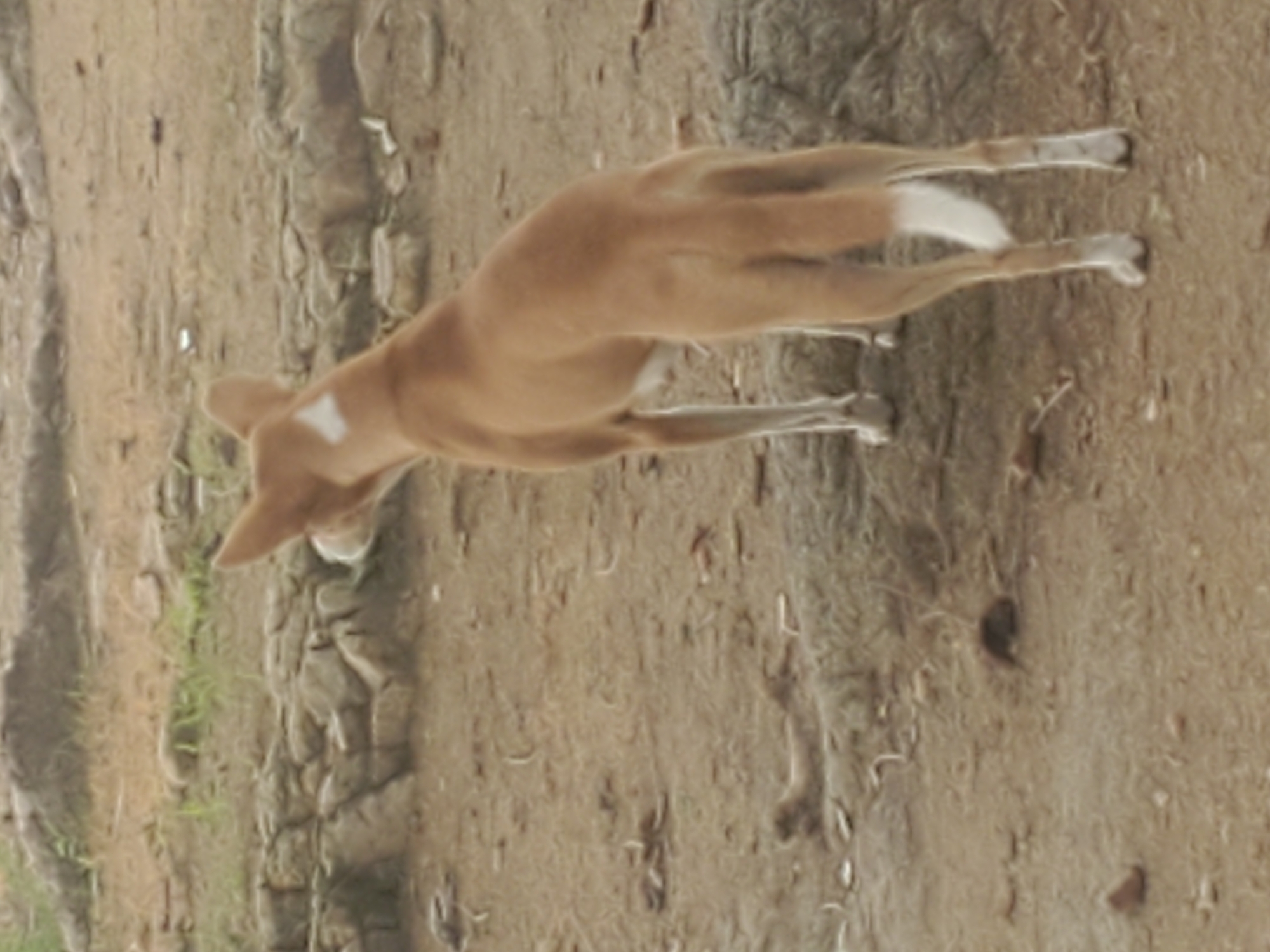 A medium-shot, eye-level view shows a light brown dog standing in a dry, dusty outdoor environment. The dog is facing away from the camera, looking to the left. It has a white diamond marking on its back, white fur on its chest, and a white tail. The ground is a mix of sand and small rocks, with some dry vegetation scattered around. In the background, there are larger rocks and more dry ground. The overall impression is of a desolate, possibly rural or undeveloped area within the city of Kabwir, Nigeria. There are no other subjects or objects of significance in the frame.