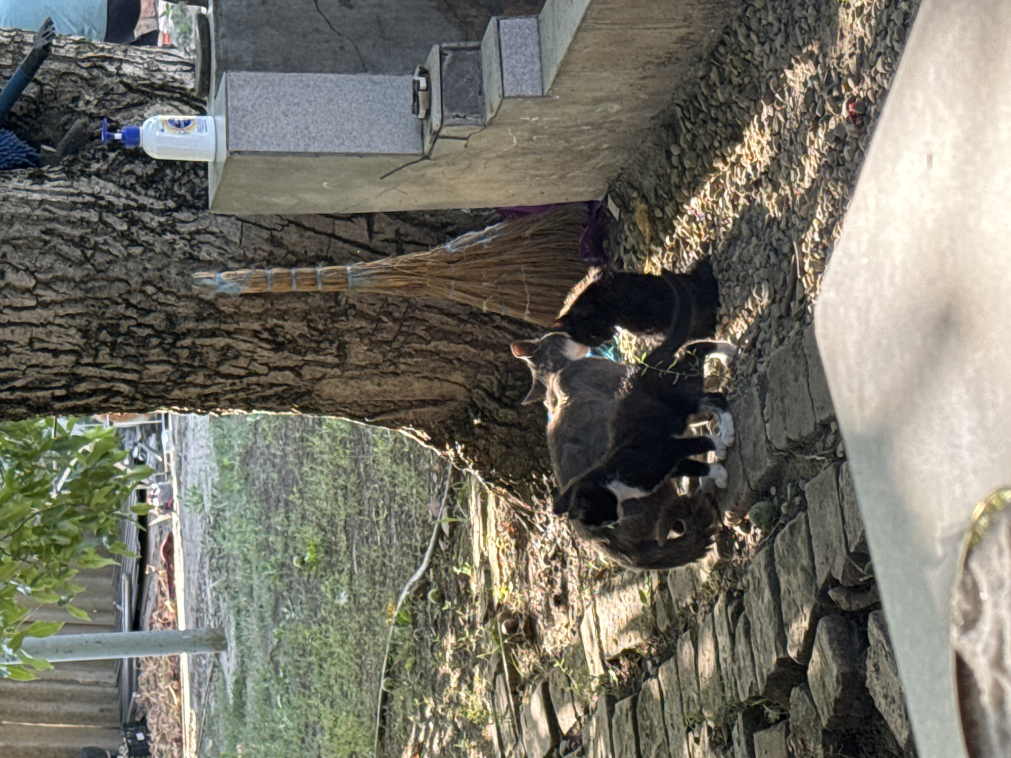 In an outdoor setting, on a paved stone pathway, three cats are gathered near the base of a large tree. The cat in the foreground is black and white, facing away from the camera. To its left and behind, a grey cat is partially visible, and a dark brown or black cat is to the right. The ground is covered with gravel and scattered leaves. A broom with a woven handle leans against the tree trunk. Adjacent to the tree is a grey concrete structure with several steps. A white bottle with a blue dispenser pump is visible on the top step. The image appears to have been taken in a residential backyard in Таганрогский, Russia, indicated by the style of fencing in the background and the presence of a soap dispenser commonly found in such areas. Sunlight dapples through the tree's foliage, casting shadows on the ground.