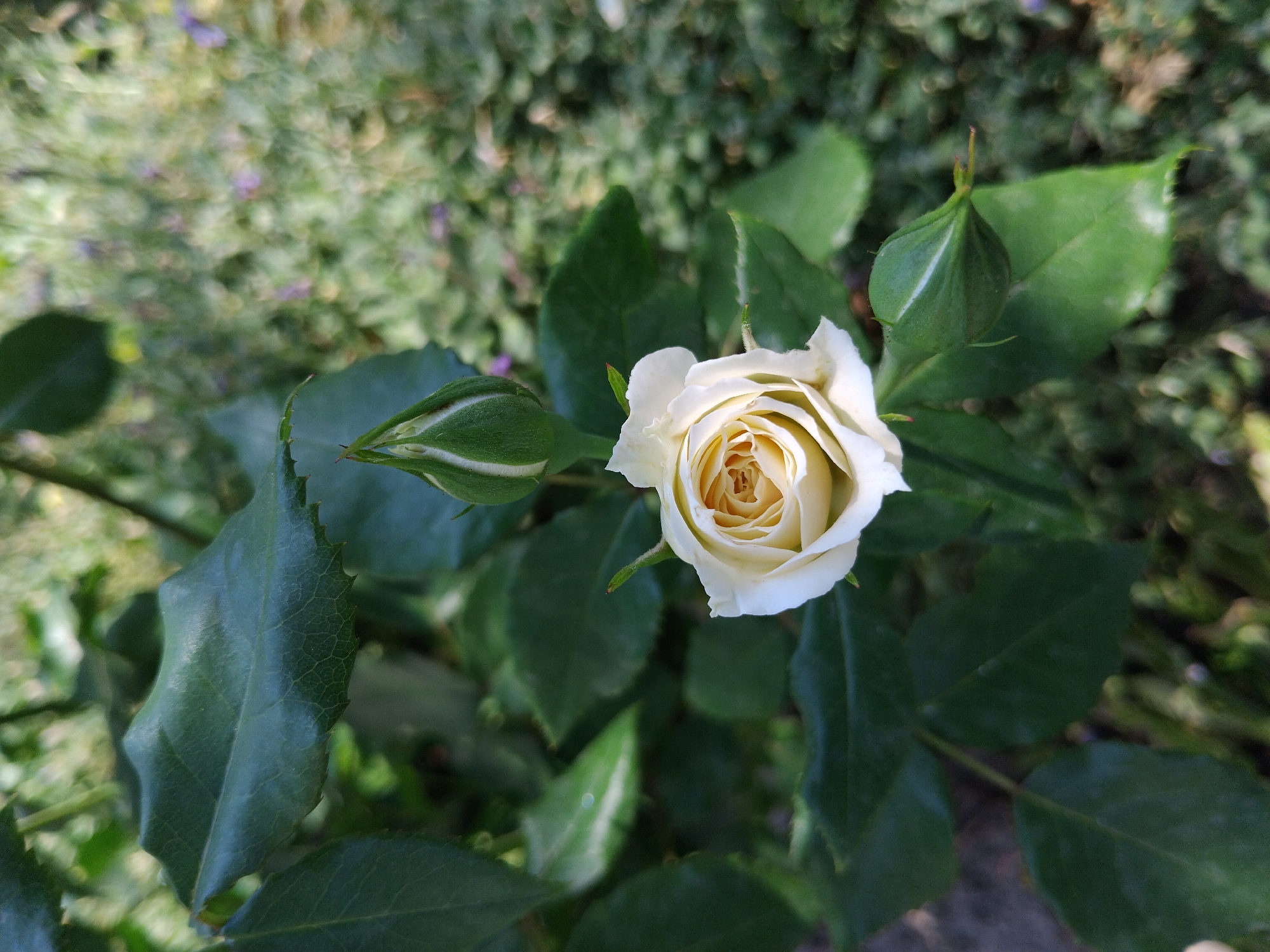 A single, pale yellow rose is in full bloom, its petals unfurling to reveal a golden center. Above it, a tightly closed rosebud, also pale green with hints of white, awaits its moment to open. Several dark green, textured rose leaves surround the blooms, some catching the light. In the background, a blur of greenery suggests a garden setting, with hints of lavender or other small purple flowers interspersed. The overall impression is one of delicate natural beauty, with the promise of more blooms to come. This image was taken in Bila Krynytsia, Ukraine.