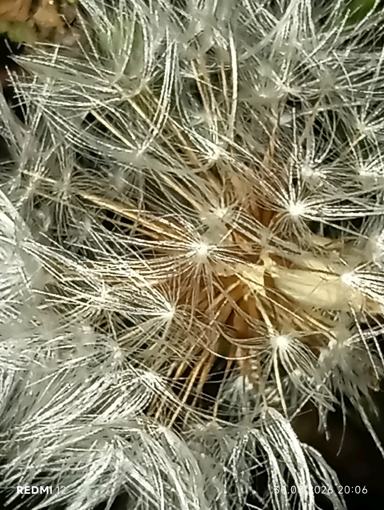 A close-up, macro photograph of a dandelion seed head is presented. The image is dominated by the intricate, feathery structures of the seeds, which are white and appear translucent. These seeds radiate outwards from a central core, creating a starburst effect. The background is dark and out of focus, suggesting a shallow depth of field. There is a warm, golden-brown hue to the central part of the dandelion head. The overall impression is one of delicate beauty and natural detail. No specific location within the city of Smila, Ukraine, can be determined from this image. The image contains text overlays indicating "REDMI 12" and "30.08.2026 20:06", which are likely camera model and date/time stamps respectively.