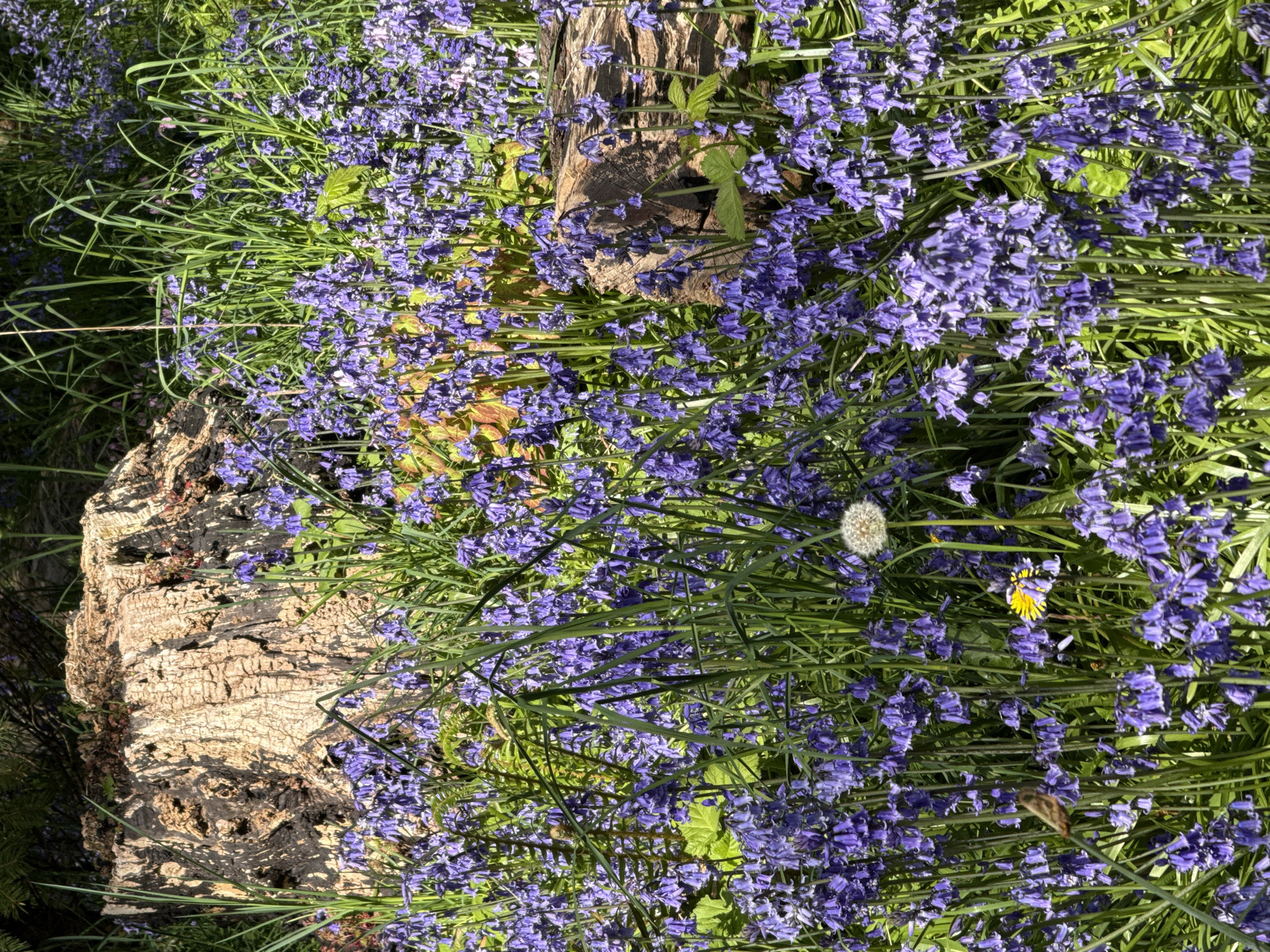 The media file captures a vivid, sunlit natural scene predominantly filled with a dense growth of purple-blue bell-shaped flowers, most likely bluebells. These blossoms blanket the ground, intermingling with various shades of lush green grass and other foliage.
Several weathered tree stumps or logs are scattered within this floral carpet. One prominent stump, located towards the left side, displays deeply textured, light brown and tan bark with darker, almost black, crevices and patches. Another similar stump is visible further into the scene, towards the top.
The bluebell-like flowers are complemented by other plant life. Long, slender blades of green grass weave throughout the flowers, adding to the verdant backdrop. A white, spherical dandelion puffball (seed head) stands out in the upper right quadrant, and nearby, a bright yellow dandelion flower provides a contrasting burst of color. There are also broader green leaves scattered amongst the flowers. A faint, blurry brownish shape, possibly an insect such as a bee or moth, is barely discernible towards the right side of the image.
The scene is bathed in bright natural sunlight, indicative of a clear day, likely morning or afternoon, given the vibrant illumination and subtle shadows. The overall impression is one of thriving natural beauty, suggesting a woodland understory or a wild garden. No human activity or visible text is present in the image. The natural setting is consistent with the rich botanical environments found in and around Vancouver, Canada.