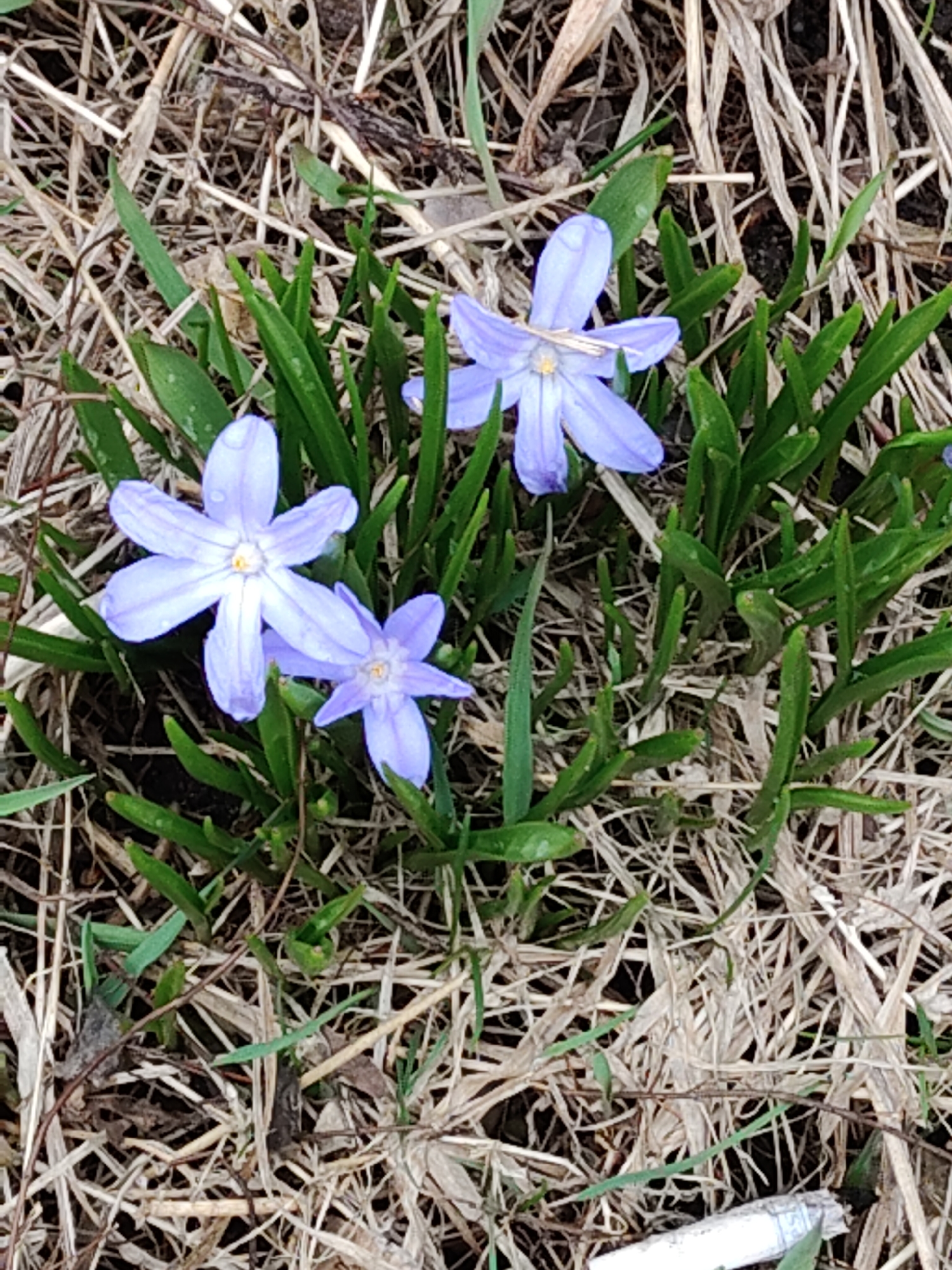 This close-up outdoor photograph captures three light purple or periwinkle-blue flowers blooming amidst green and dry grass. The flowers, possibly Chionodoxa (Glory-of-the-Snow), each have six distinct petals and a small yellow or white center. The largest flower, located in the mid-left, displays small water droplets on its petals, suggesting recent moisture.
The flowers are surrounded by vibrant green, blade-like leaves that are emerging from the ground. The dominant ground cover consists of an abundance of dry, light brown, and straw-like grass blades, indicative of early spring or a patch of dormant vegetation. Darker soil or earth is visible beneath the dried grass and around the new green growth.
In the bottom right corner of the image, partially obscured by green leaves and dry grass, lies a discarded white cylindrical object, appearing to be a cigarette butt. Faint blue text, possibly "USA" or part of a brand name, is discernible on its side. The scene is illuminated by natural daylight, suggesting it was taken during the day. The overall impression is one of new life emerging in a slightly unkempt natural environment.