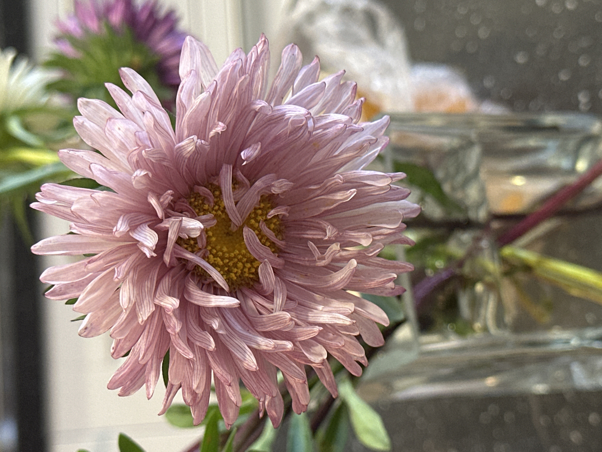 A close-up, eye-level shot shows a pink aster in a glass vase. The flower is in the foreground, taking up most of the frame. Its delicate petals, tinged with purple and white, are arranged in a starburst pattern around a yellow center. The vase, made of clear glass, holds the flower and its green stems, with water visible inside. The background is blurred, showing hints of other flowers and foliage, as well as a light-colored wall or surface and a dark, out-of-focus object at the top. The lighting is soft and natural, highlighting the textures and colors of the flower. The image is likely taken indoors, possibly in a home or studio setting. There is no indication of the specific location in Nevinnomyssk, Russia.