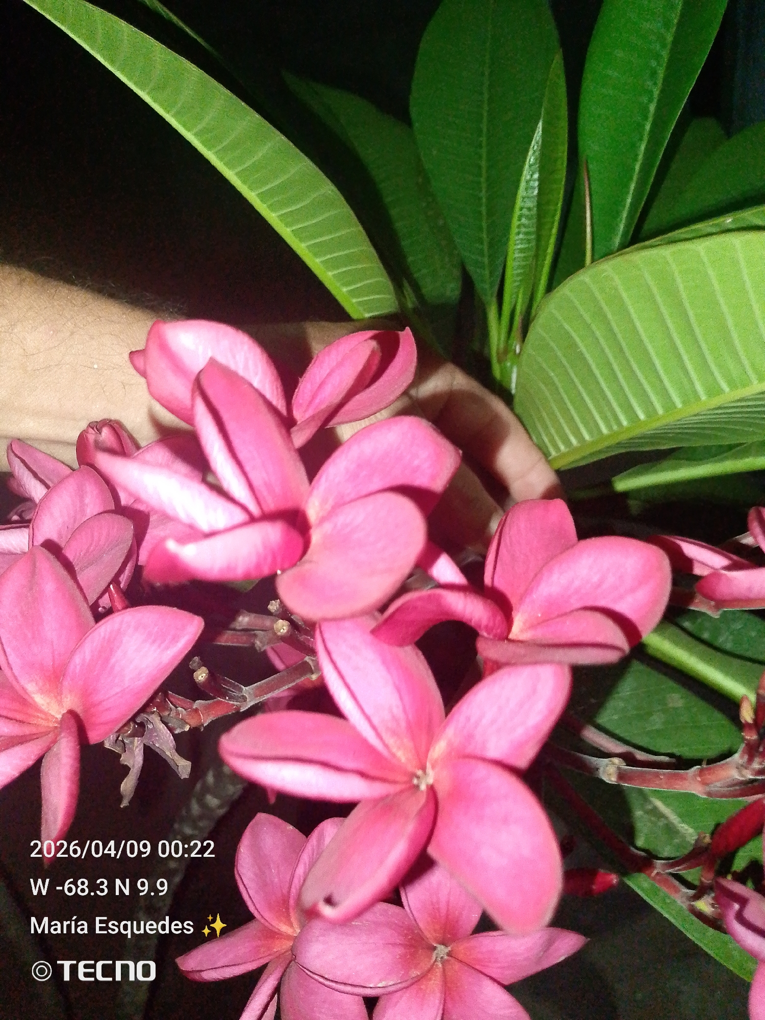 The image shows a cluster of pink flowers with green leaves against a dark background. The text at the bottom indicates the photo was taken on 2026/04/09 at 00:22, at the location W -68.3 N 9.9, by María Esquedes using a TECNO phone. The coordinates W -68.3 N 9.9 roughly correspond to the city of Tinaquillo, Venezuela. A person's hand is partially visible in the upper part of the photo, near the flowers. The focus is on the pink flowers in the foreground.