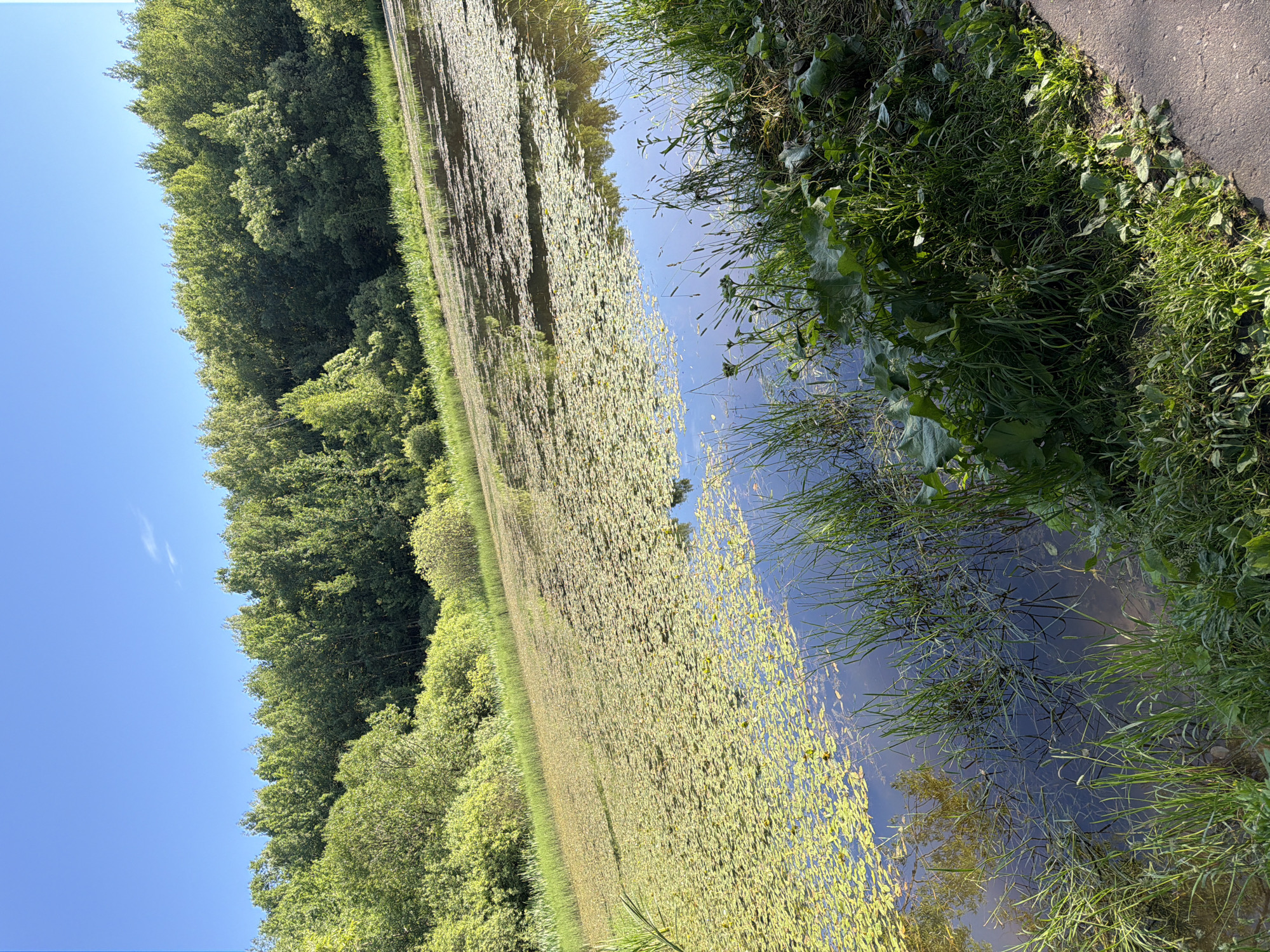 The image depicts a tranquil natural scene with a body of water covered in lily pads, bordered by lush green vegetation and trees, under a clear blue sky. The water is dark and reflects the sky and surrounding foliage. Tall grasses and large-leafed plants grow along the edge of the water, with a paved path visible in the lower right corner. The location is not identifiable as being in Moscow, Russia. There are no people or animals visible in the image.