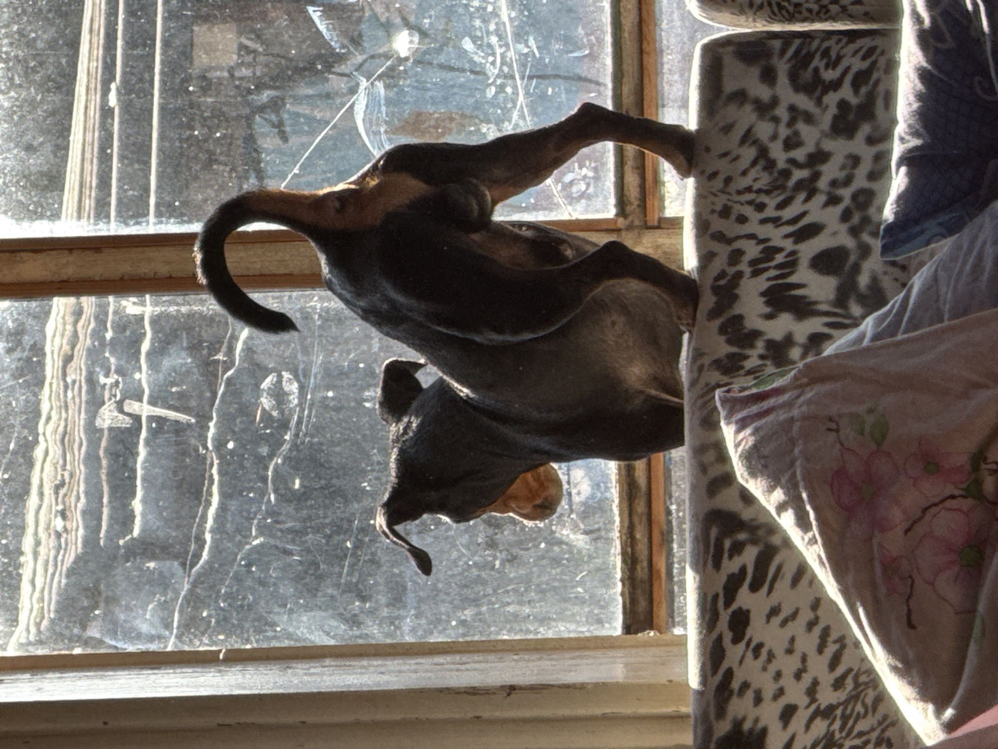 The image depicts a dachshund dog leaning against a post. The dog appears to be facing a window. The post is covered in a pattern resembling animal print and is covered with fabric. The window is dirty and shows reflections. There is no evidence to connect the image to Nizhnyaya Chermoda, Russia.