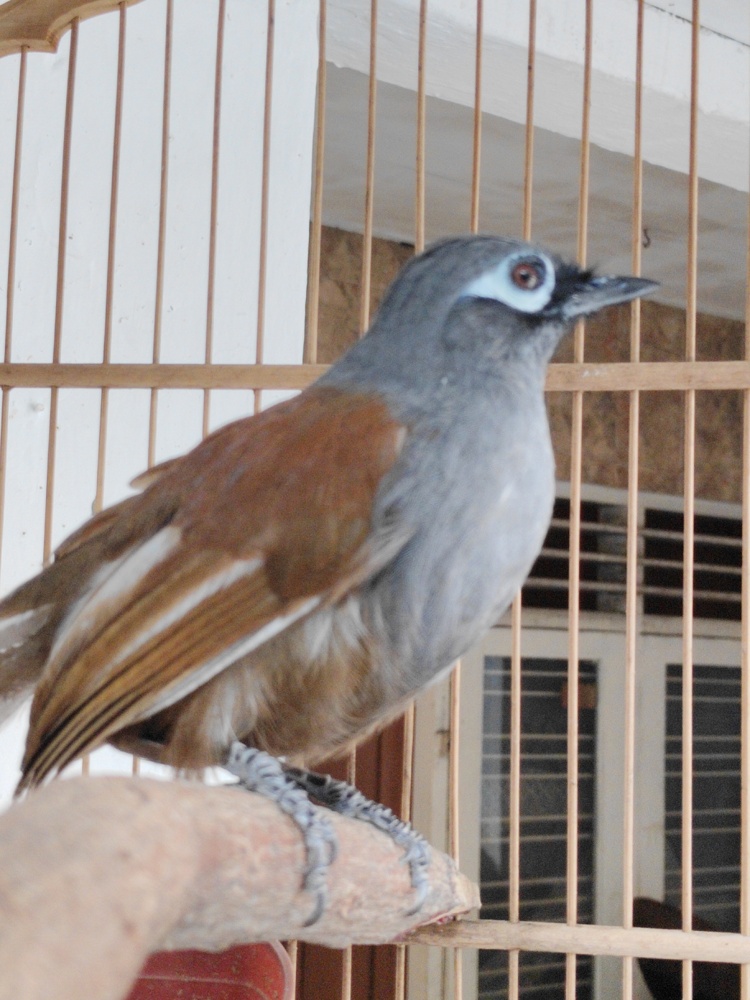 A medium shot captures a gray and brown bird perched on a wooden branch inside a birdcage. The bird is facing to the right, with its head turned slightly to the left. It has a prominent white eye-ring and a dark beak. Its wings are a reddish-brown color, with white streaks visible. The bird's legs are gray and appear to be gripping the branch. The birdcage bars are made of light-colored wood and are arranged vertically. Behind the birdcage, a white wall is visible, with some light filtering through to the right. The overall lighting suggests an indoor environment. The image was taken in Surabaya, Indonesia.