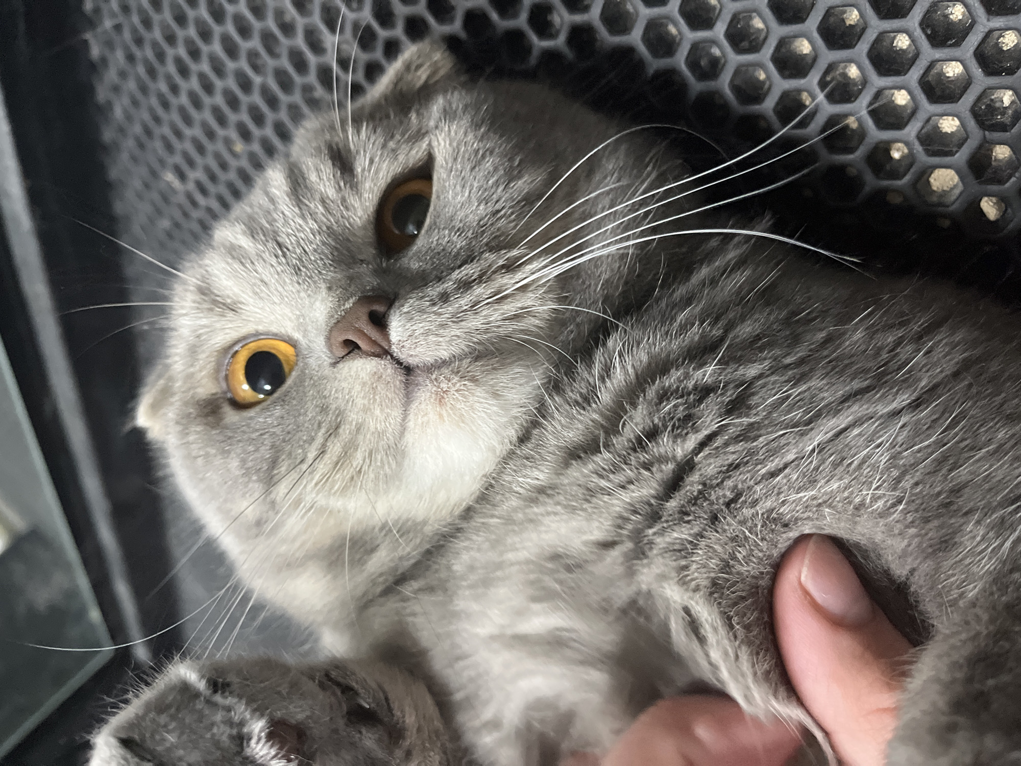 A close-up shot features a gray Scottish Fold cat with amber eyes. The cat is lying on its side, with a human hand gently touching its fur near its chest. The background is a dark gray, honeycomb-patterned mesh. The location is not evident in the image, and there is no indication of Chaikovsky, Russia.