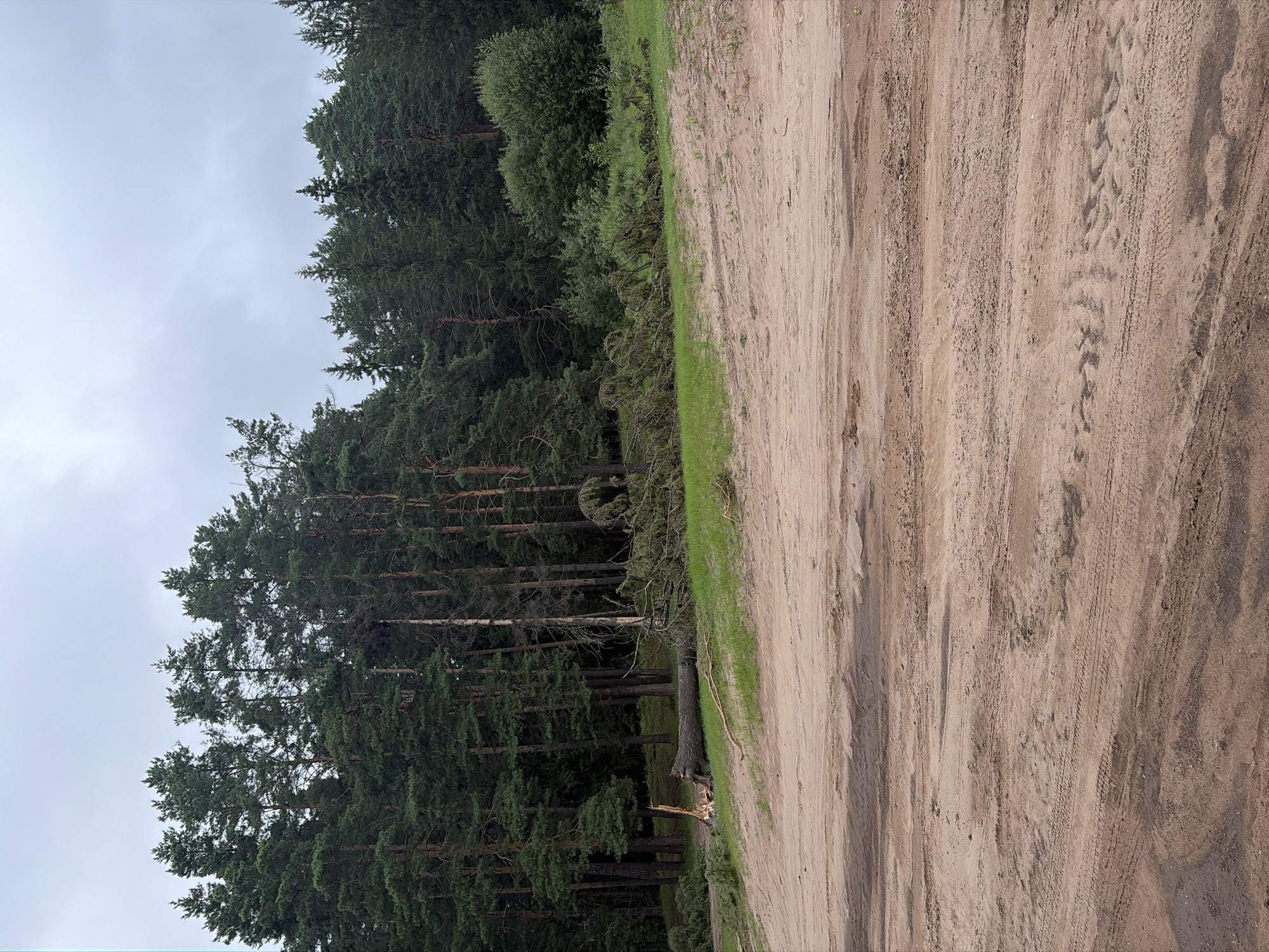 In Votkinsk, Russia, a scene of a deforested area is depicted. The foreground is a sandy, uneven terrain with tire tracks indicating recent vehicle activity. Beyond the sand, a strip of green grass is visible, leading to a line of tall pine trees. Fallen trees and branches are scattered across the grassy area, with one large, severed tree trunk lying horizontally. The background is dominated by a dense forest of pine trees, with a cloudy sky overhead.