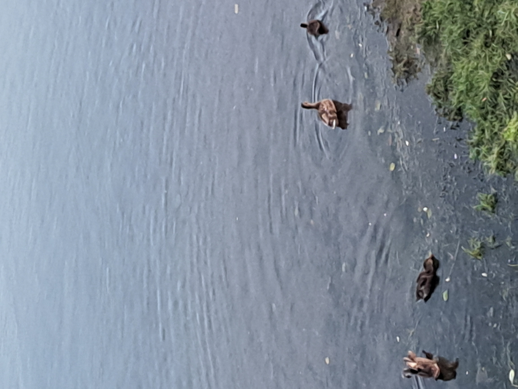 Four ducks are swimming in a body of water, likely a river or lake, with a grassy bank visible on the right side of the image. One duck is in the foreground on the left, swimming away from the viewer. To its right and slightly further back, another duck is also swimming away. Two more ducks are further to the right, one slightly behind the other, also swimming away from the viewer. The water is dark and appears to have ripples. The sky is overcast. The location is not specified in the image.
