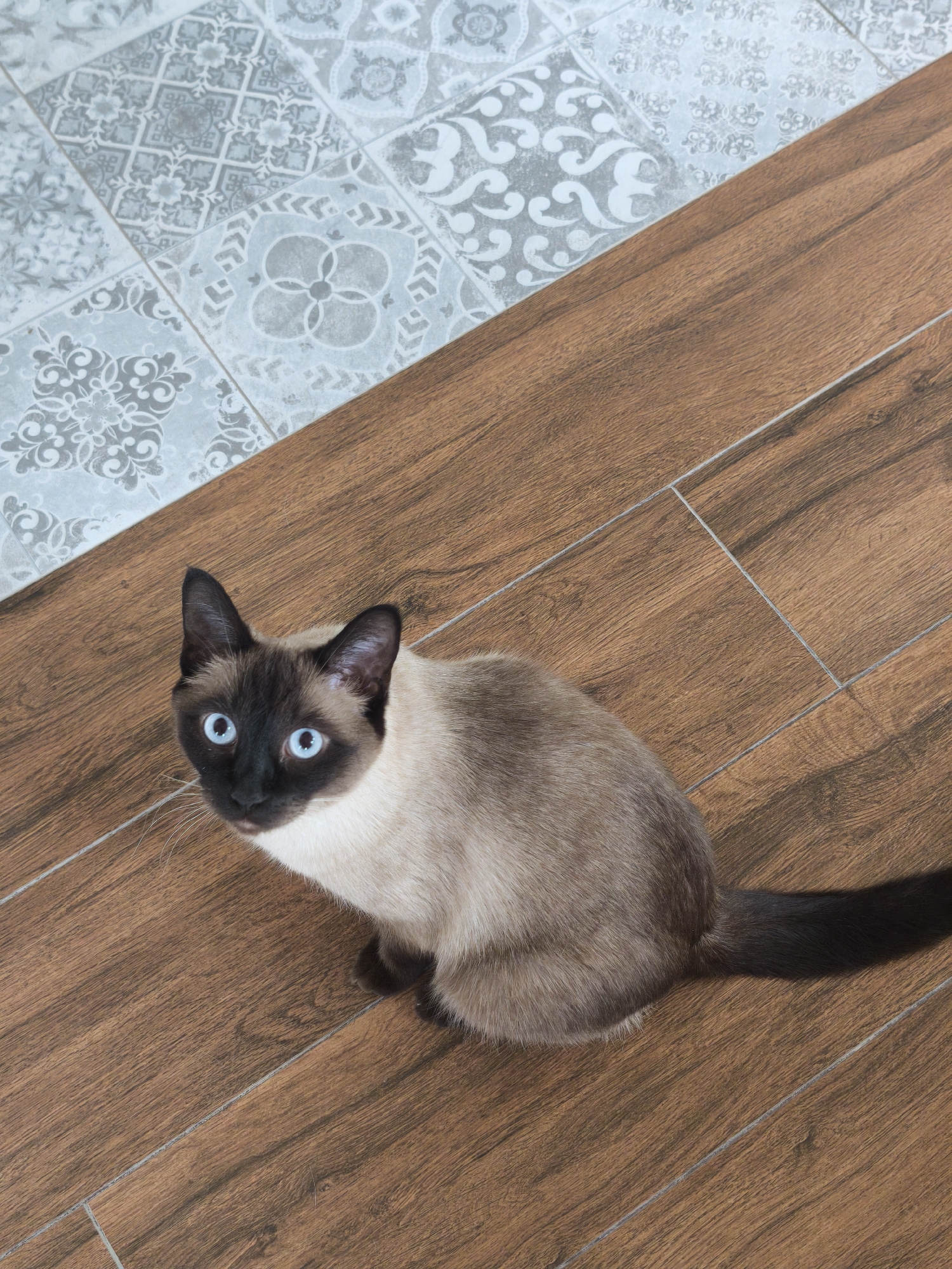 A Siamese cat sits on a floor that is partially covered with wood-look tiles and partially with decorative blue-gray tiles. The cat is seated, facing the camera, and looking upward. The scene appears to be indoors.
