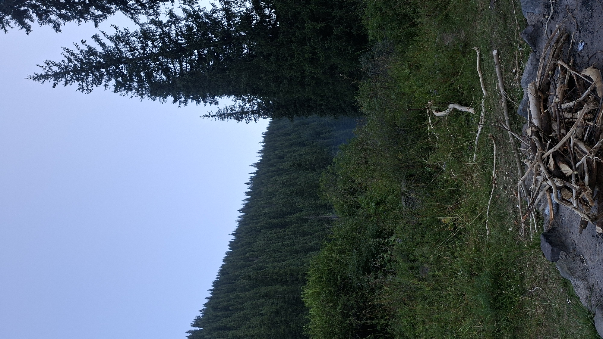 This is a photograph of a forested mountain slope under a clear, pale blue sky. In the foreground, there is a fire pit with a pile of dry firewood. The ground is covered with rocks and dry grass. Beyond the fire pit, a dense, dark green forest covers a steep hillside that recedes into the distance. Tall evergreen trees dominate the scene, creating a rich texture of foliage. The overall impression is of a natural, wild environment, likely a remote campsite. There are no people or animals visible in the image. The location is identified as a mountain forest in Batan, Kazakhstan.