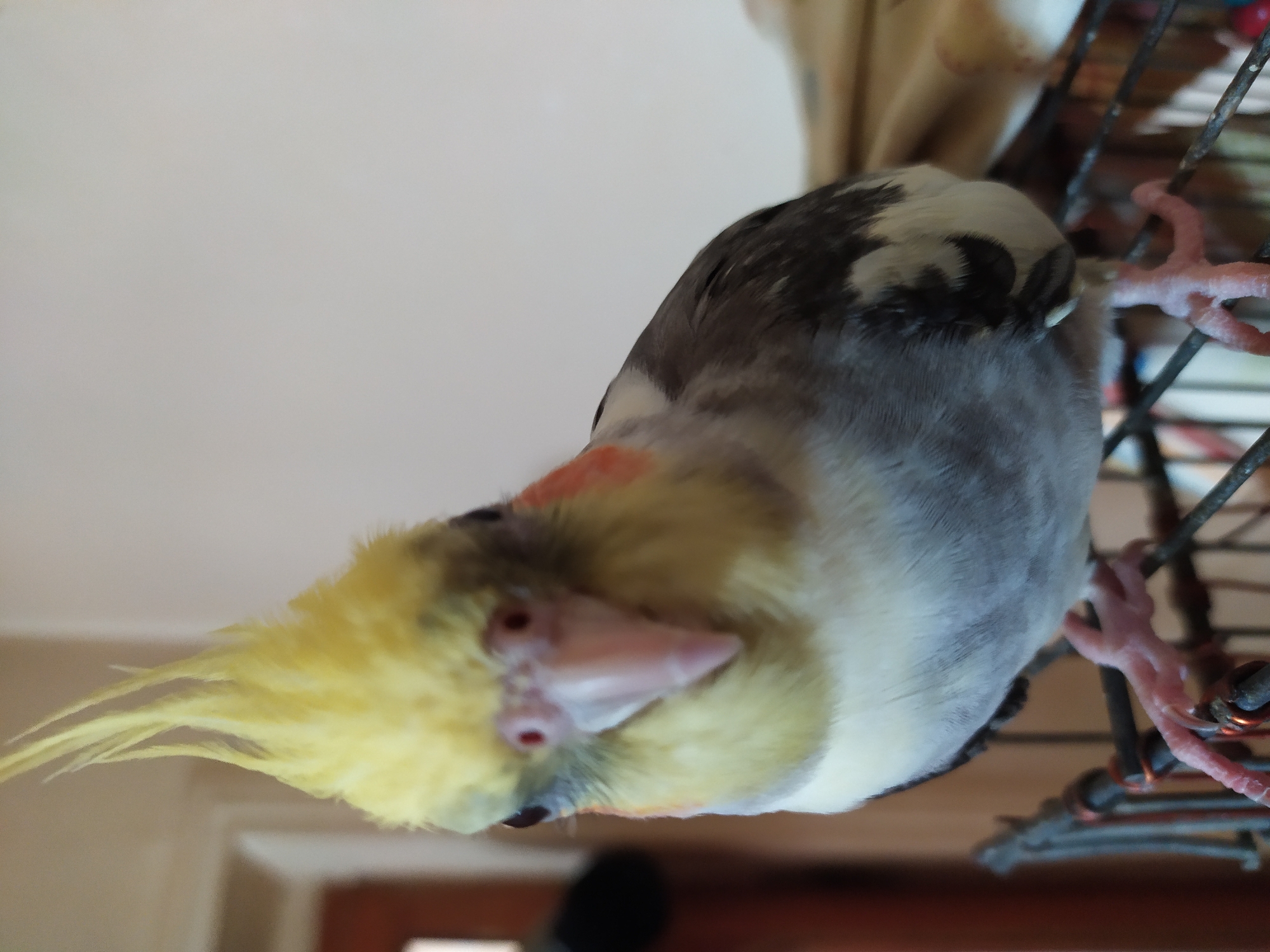 A cockatiel, a small parrot species with a prominent yellow crest, is perched on the top of a black metal cage. The bird faces the camera directly, its head tilted slightly. Its plumage is a mix of grey, white, and yellow, with rosy cheeks. The background is softly blurred, suggesting an indoor setting, possibly a room in a house. The lighting is natural, coming from the right side of the frame. There is no indication of the city of Bilajari, Azerbaijan, within the image itself.