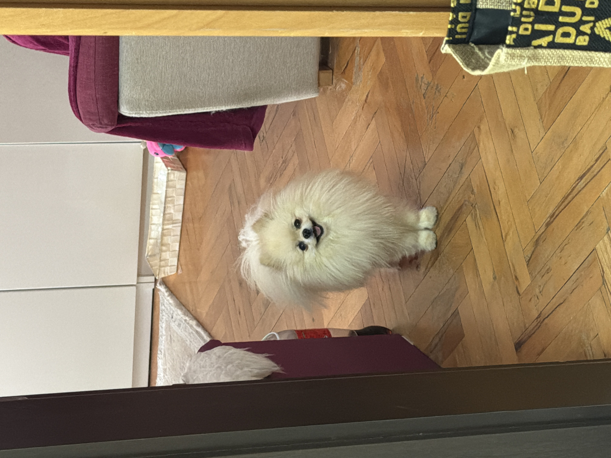 A white Pomeranian dog is standing on a parquet floor, looking upwards. The dog is centered in the frame. In the background, there's a partially visible couch with maroon and gray fabric, a white cabinet, and a bag with lettering on it. A maroon object is near the bottom of the frame. The location is indoors, inferred from the parquet floor and furniture, but further determination of the Varna, Bulgaria location is not possible without additional information.