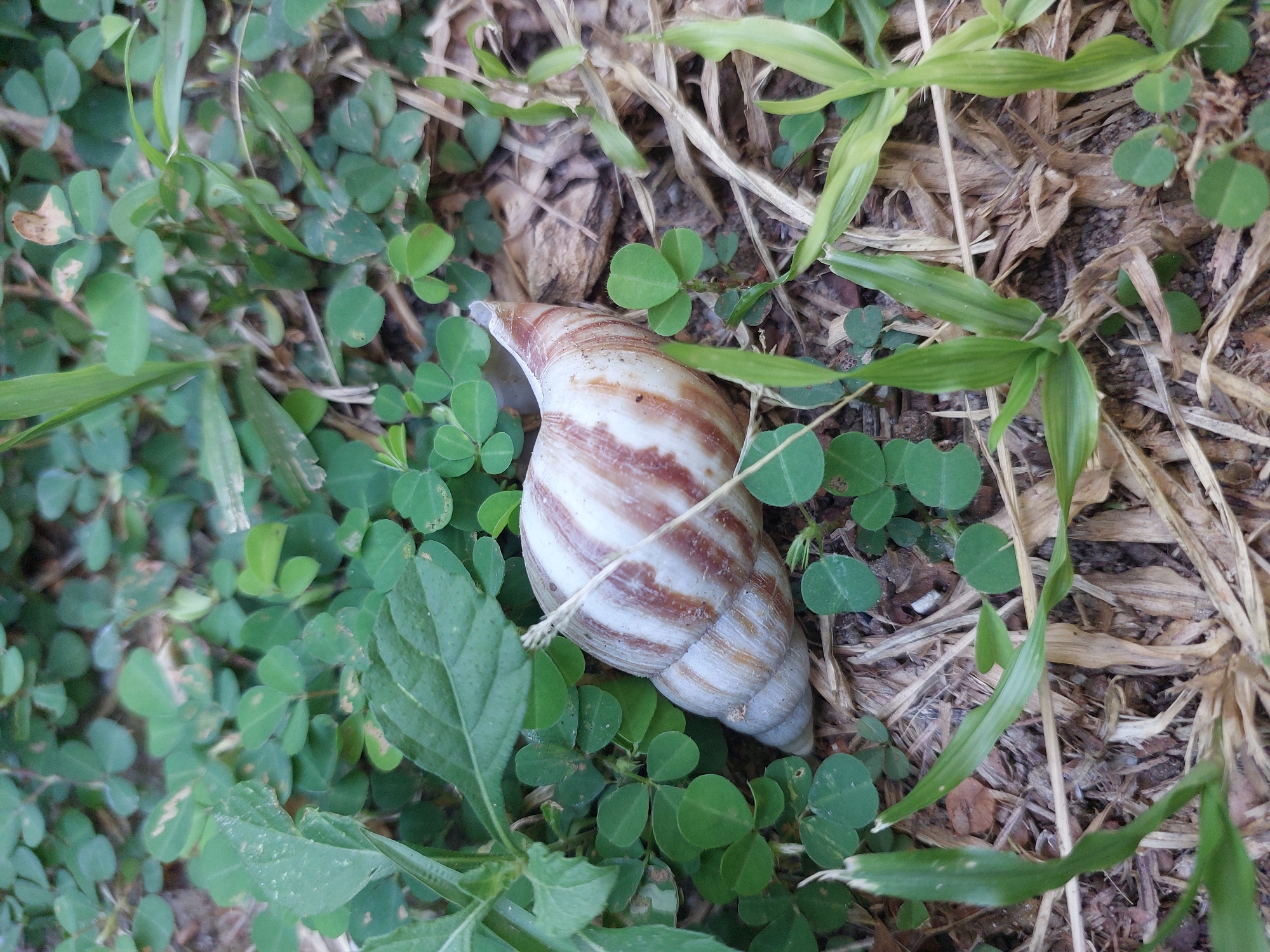 A close-up, eye-level shot shows a single, empty snail shell resting on the ground amidst lush green clover and dry, brown grass. The shell is positioned diagonally, with its wider opening facing towards the bottom left of the frame. It exhibits a spiral pattern with alternating bands of creamy white and reddish-brown. The surrounding ground is covered with small, heart-shaped green clover leaves and scattered dry grass stalks and wood chips. Several blades of green grass are also visible, emerging from the ground at various points in the frame, adding to the natural, outdoor setting. The lighting appears to be natural daylight, casting soft shadows. There are no people or animals present in the image, and no discernible actions or interactions are taking place. The scene is a snapshot of a natural environment likely found in Baan Mae Nam, Thailand.
