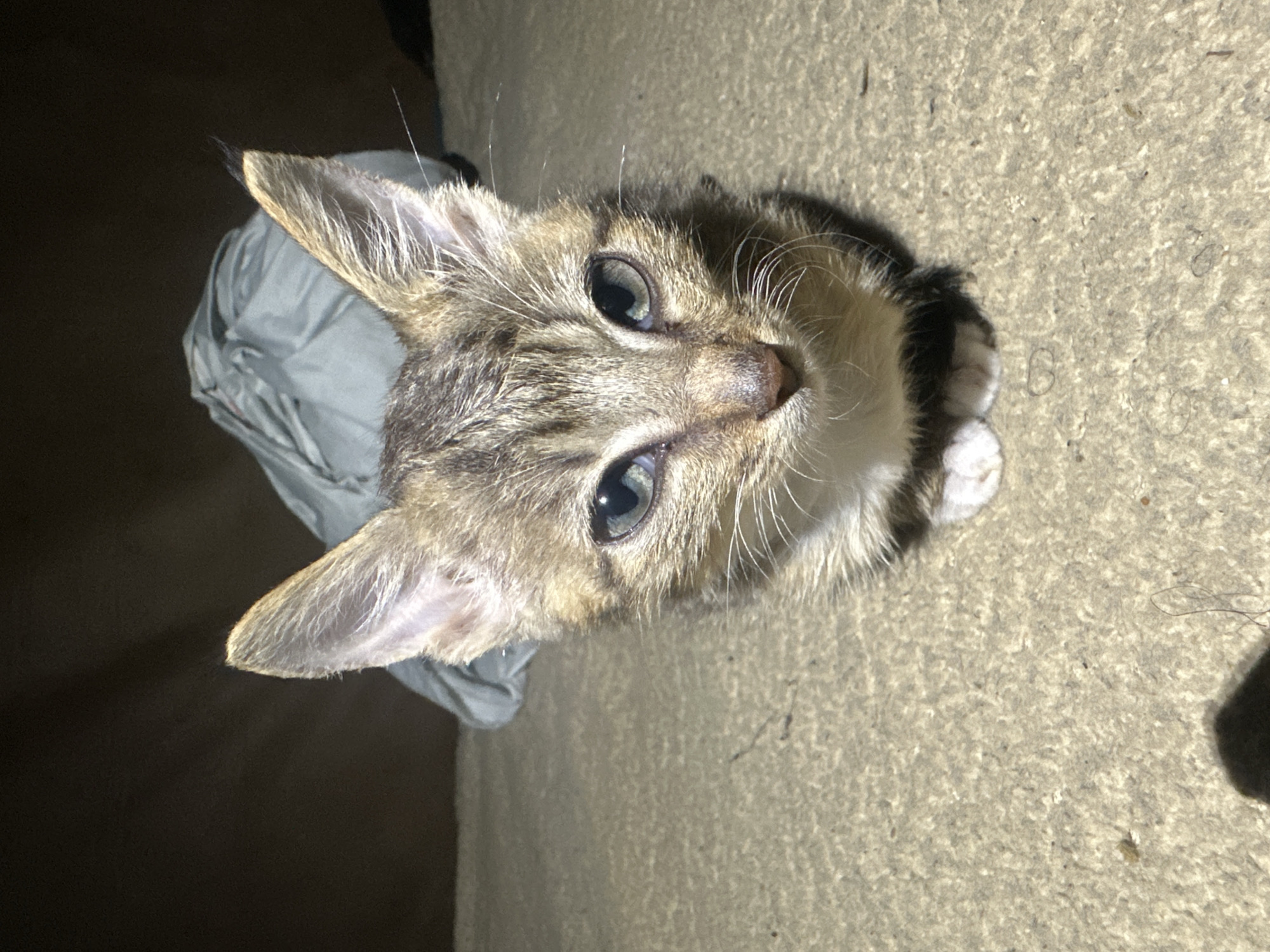 A close-up, head-on shot shows a young tabby kitten sitting on a textured, light brown surface. The kitten has large, pointed ears and striking blue-green eyes. Its fur displays a tabby pattern with brown, black, and tan stripes and markings. White fur is visible on its chest and paws, which are tucked neatly in front of it. The background is dark and out of focus, with a hint of a crumpled light blue fabric object behind the kitten. The lighting appears to be artificial, creating shadows and highlighting the kitten's features. The scene is devoid of any specific urban or natural landmarks, making it impossible to pinpoint its location within Jos, Nigeria.