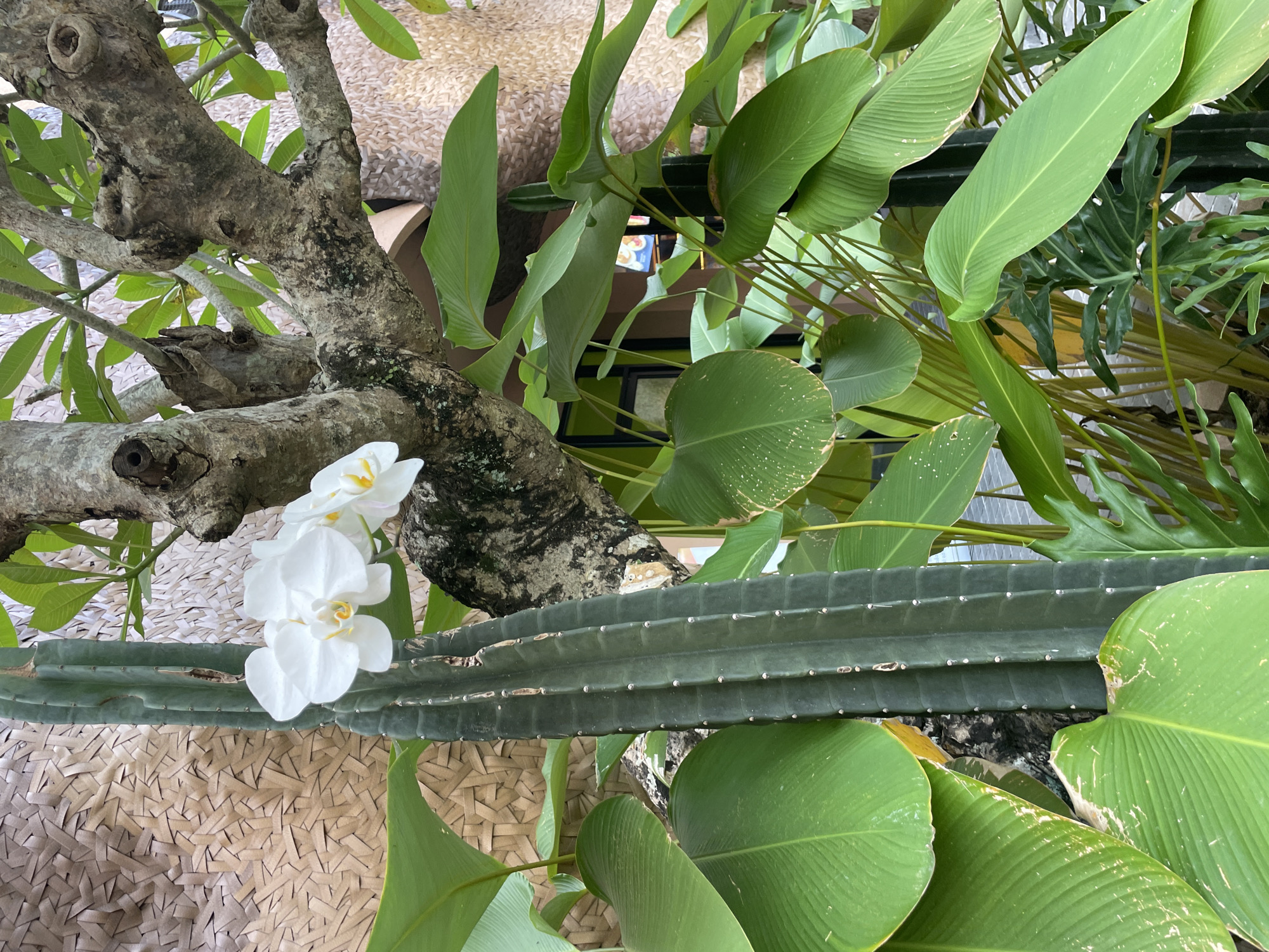 The image shows a close-up of a plant arrangement. A thick, segmented, green cactus lies horizontally across the frame. Above the cactus is a light-colored, gnarled tree branch with a cluster of white orchid flowers attached. Various green leaves surround the cactus and branch. The background appears to be a woven mat. The location is Unknown, Unknown.