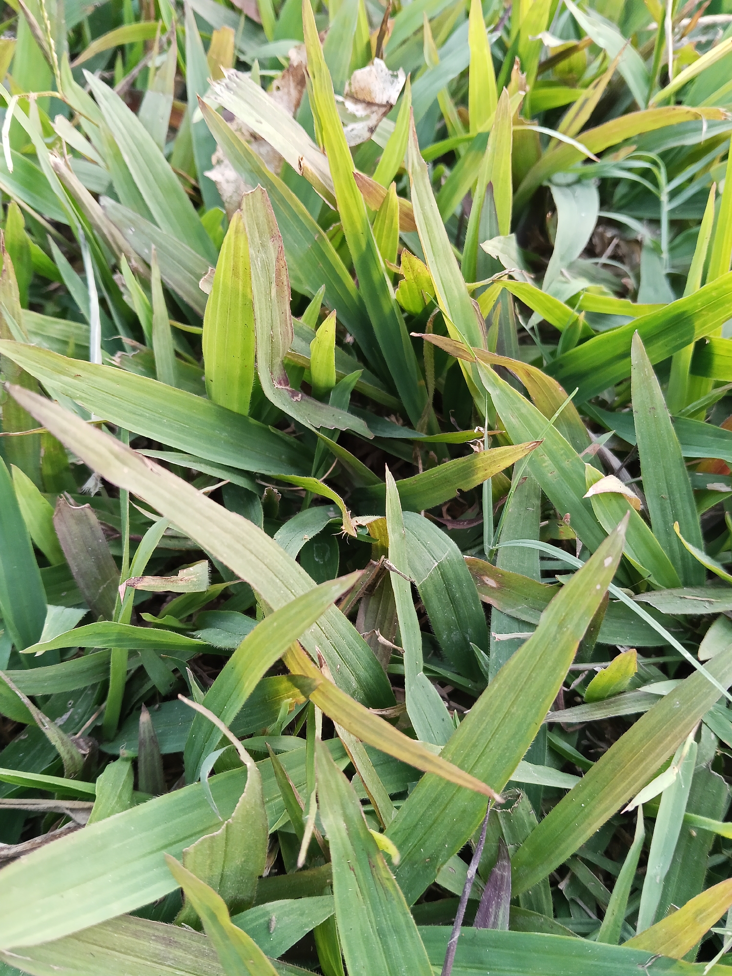 This is a close-up, overhead shot of a patch of green grass with some dry, brown leaves interspersed. The grass is the primary subject, with long, slender blades dominating the frame. The lighting suggests an outdoor environment, likely during the day, with dappled sunlight illuminating some blades and casting others in shadow. The image is entirely naturalistic and does not contain any identifiable man-made objects or human presence. The scene is devoid of any specific indicators that would pinpoint its location in Semarang, Indonesia, or any other urban environment. The description is purely forensic and observational, focusing on the visual elements present in the photograph.