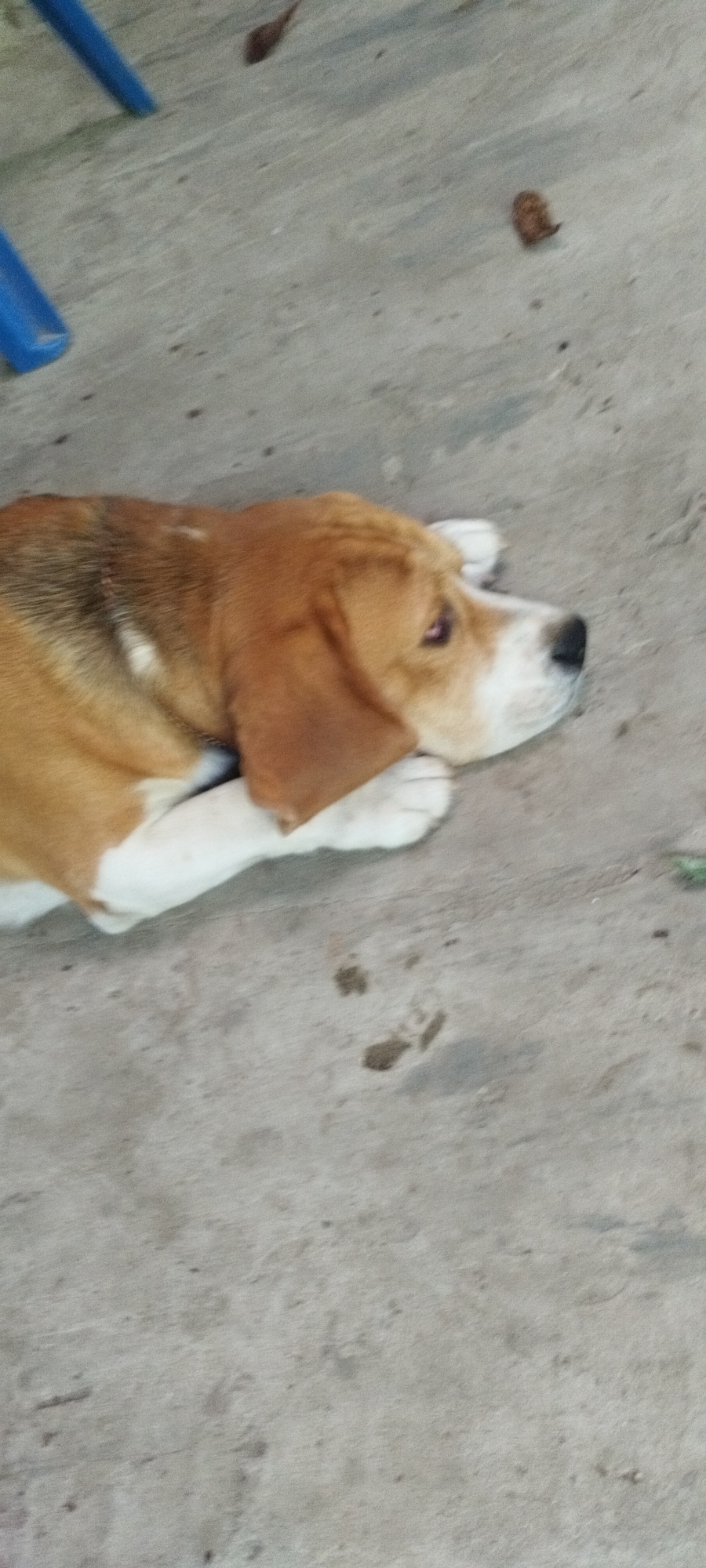 The image shows a beagle lying on a concrete surface, with its head resting on its paws. The dog has brown and white fur and appears to be relaxed. The concrete surface is rough and appears to be outdoors, possibly in a yard or patio area. There are a few fallen leaves scattered on the ground around the dog. In the upper left corner of the image, a portion of a blue plastic chair or object is visible. There are also some dark smudges on the concrete that resemble paw prints. The lighting suggests it is daytime, and the overall impression is one of a calm, domestic scene. The image does not contain any specific details that would allow for its location to be identified in Yaroslavskaya, Russia.