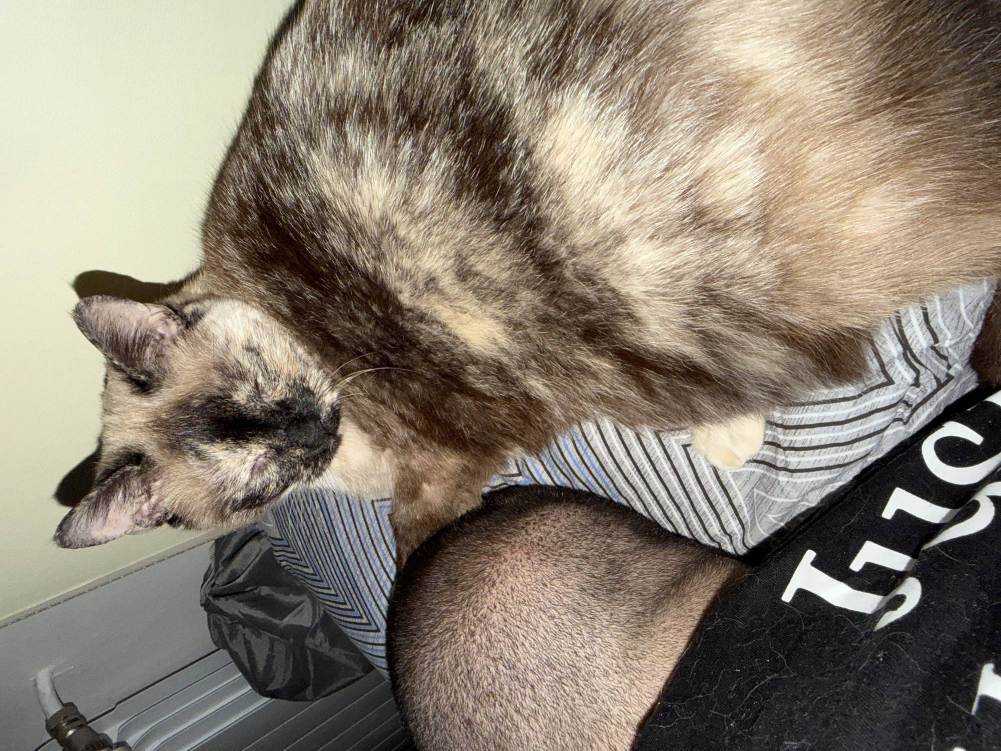 A cat with mottled brown, beige, and black fur is lying on top of a person's head and chest. The person has a closely-shaved head and is wearing a black t-shirt with white lettering. The person is lying on a striped gray and blue shirt. A white radiator is visible in the lower left corner of the image. The location of the image is undetermined; no geographical information connects it to Sofia, Bulgaria.