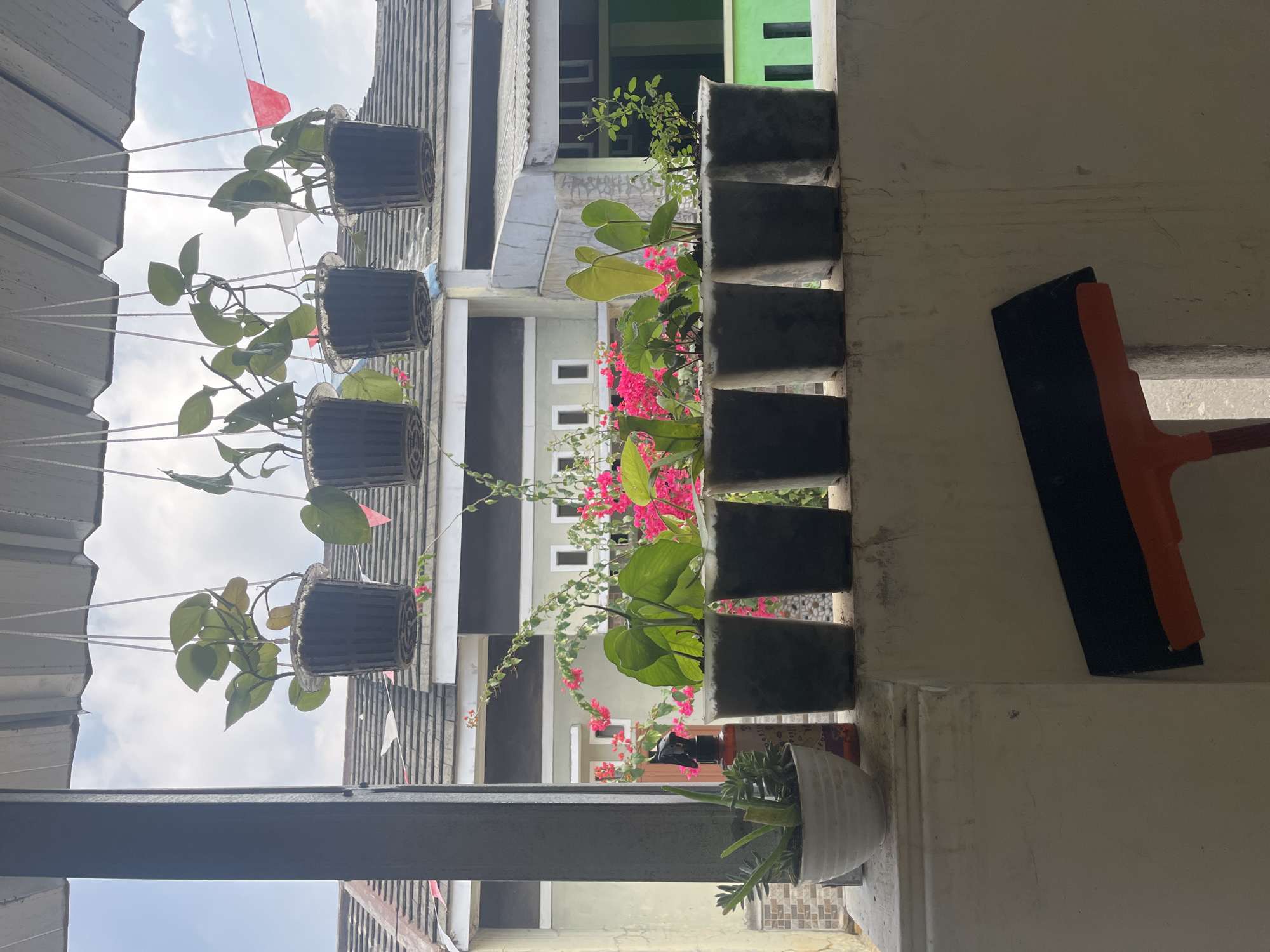 In the city of Cirahayu, Indonesia, a still-life scene unfolds on an outdoor windowsill or ledge, likely a balcony or porch, offering a view of residential rooftops and a clear sky. The foreground is dominated by a collection of potted plants. Five small, dark-colored square pots are lined up, each containing a different green plant. To the left of these, a white, ribbed pot holds a succulent. Behind the potted plants, a vibrant display of pink bougainvillea flowers adds a splash of color. A dark-colored spray bottle is also visible between the pots. Above, several plants are suspended in black hanging pots, their vines trailing downwards. The background reveals the typical architecture of Indonesian homes, with grey-tiled roofs and light-colored walls. In the lower right portion of the image, a broom with an orange handle and a black rubber head rests against a light-colored concrete wall, suggesting recent or ongoing cleaning activities. The scene is illuminated by natural daylight, casting subtle shadows and highlighting the textures of the plants and the surrounding structures.