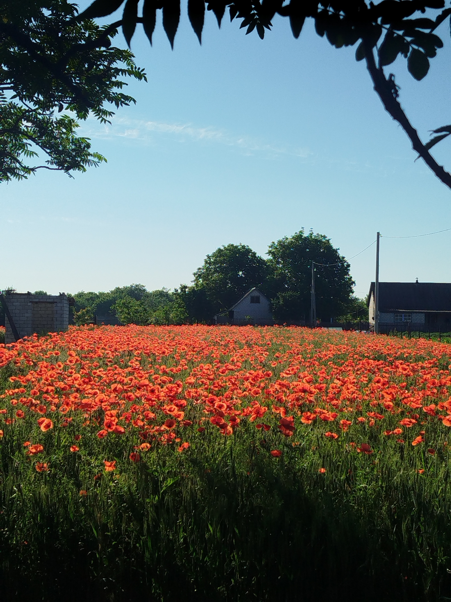 A panoramic view captured in Ustyvytsia, Ukraine, displays an expansive field of red poppies under a clear, light blue sky with minimal, wispy cloud formations. The immediate foreground, approximately the bottom quarter of the image, is deeply shadowed, revealing tall, dark green grass and the lower stalks of numerous poppy plants.
The central and midground sections are dominated by a dense field of vibrant red poppies, characterized by their bright scarlet petals and green stems, extending across the entire width of the frame towards the distant horizon.
In the background, on the left, a rectangular structure composed of light grey concrete blocks is visible, appearing either unfinished or in a state of disrepair, with an open or incomplete roof. To the right of this structure, a dense line of mature green deciduous trees forms a natural barrier. Further right in the background, two small, dark-roofed wooden buildings are present; one is partially obscured by trees on the left, and another, larger structure with a visible window and a fence is situated on the right. Two slender utility poles, presumably wooden, equipped with horizontal power lines, stand vertically between and adjacent to these buildings.
The upper corners of the image are framed by dark, silhouetted tree branches; leafy branches are visible in the upper left, while a bare branch extends from the upper right. The poppy field and background structures are brightly illuminated by sunlight, contrasting with the shadowed foreground, suggesting an overhead light source. No human or animal figures are discernible within the scene.